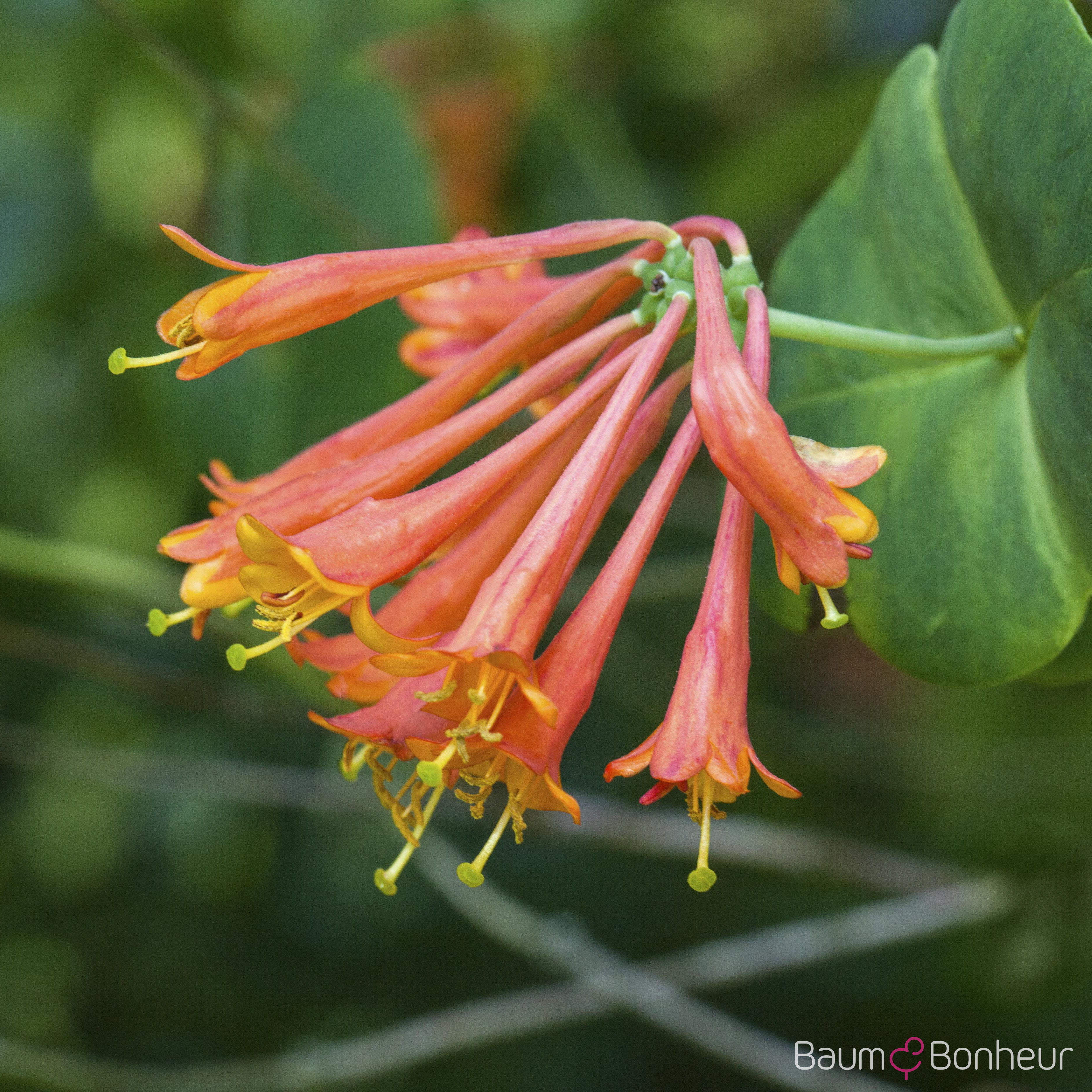 Lonicera x brownii 'Dropmore Scarlet'
