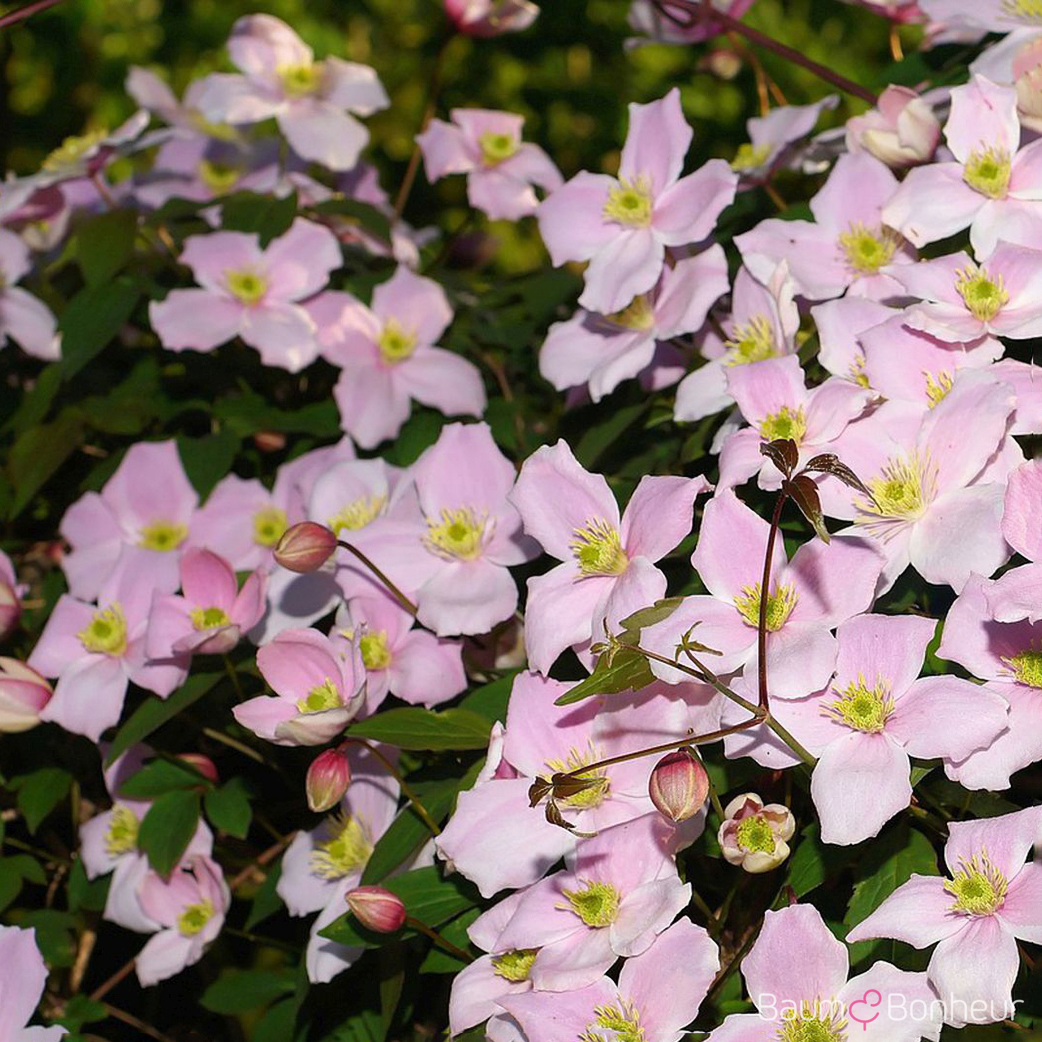 Clematis montana 'Elizabeth'