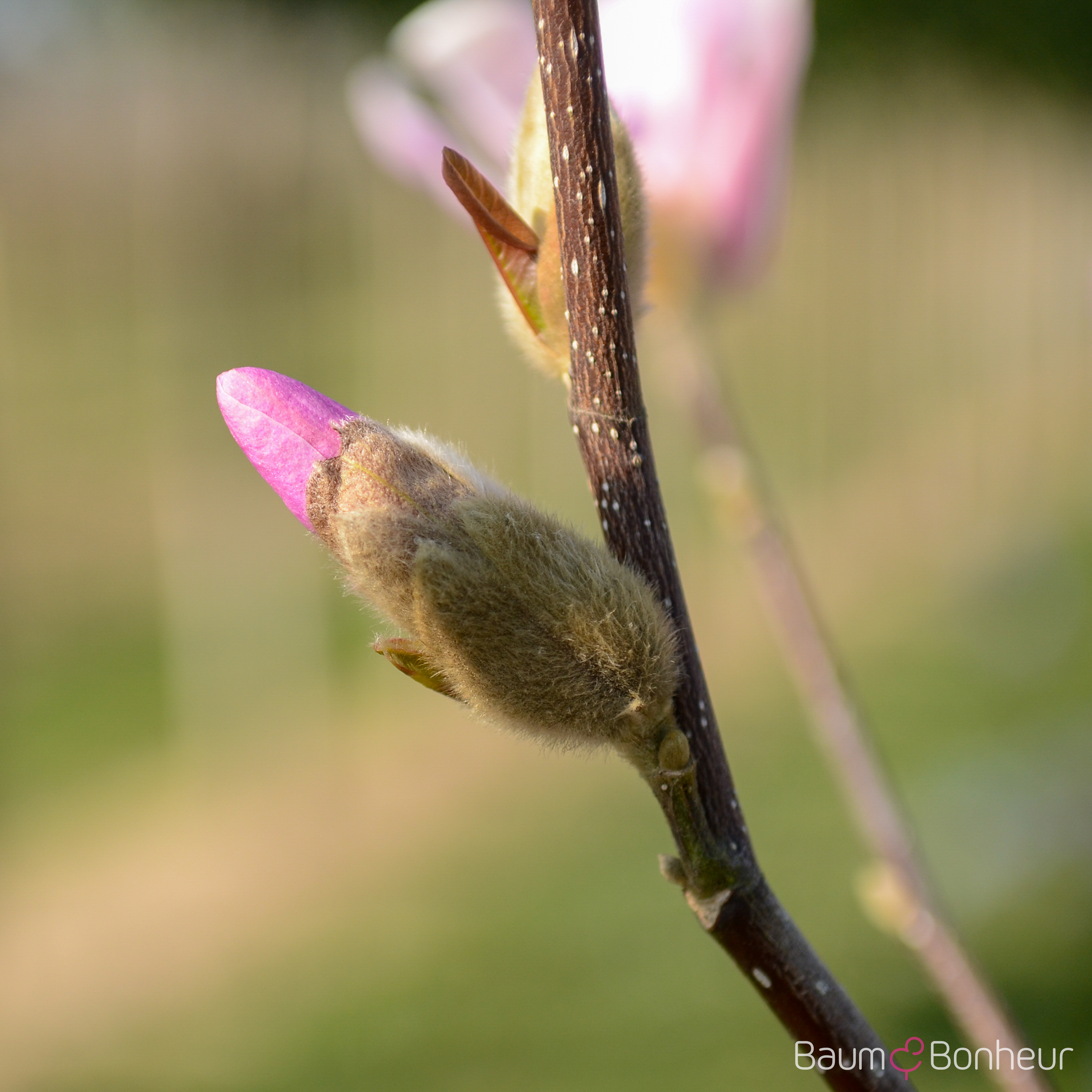 Magnolia loebneri 'Leonard Messel'
