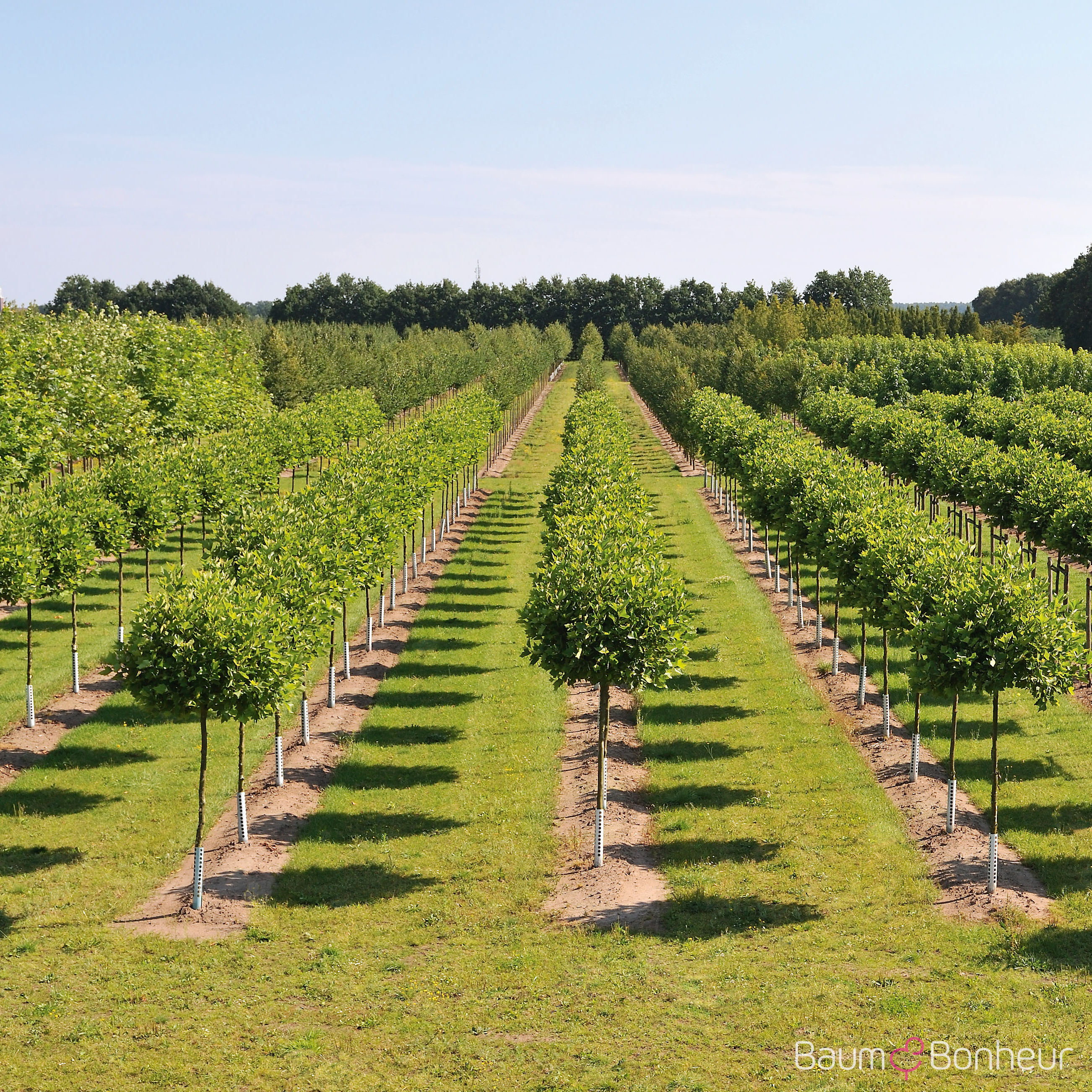 Platanus hispanica 'Alphen's Globe'