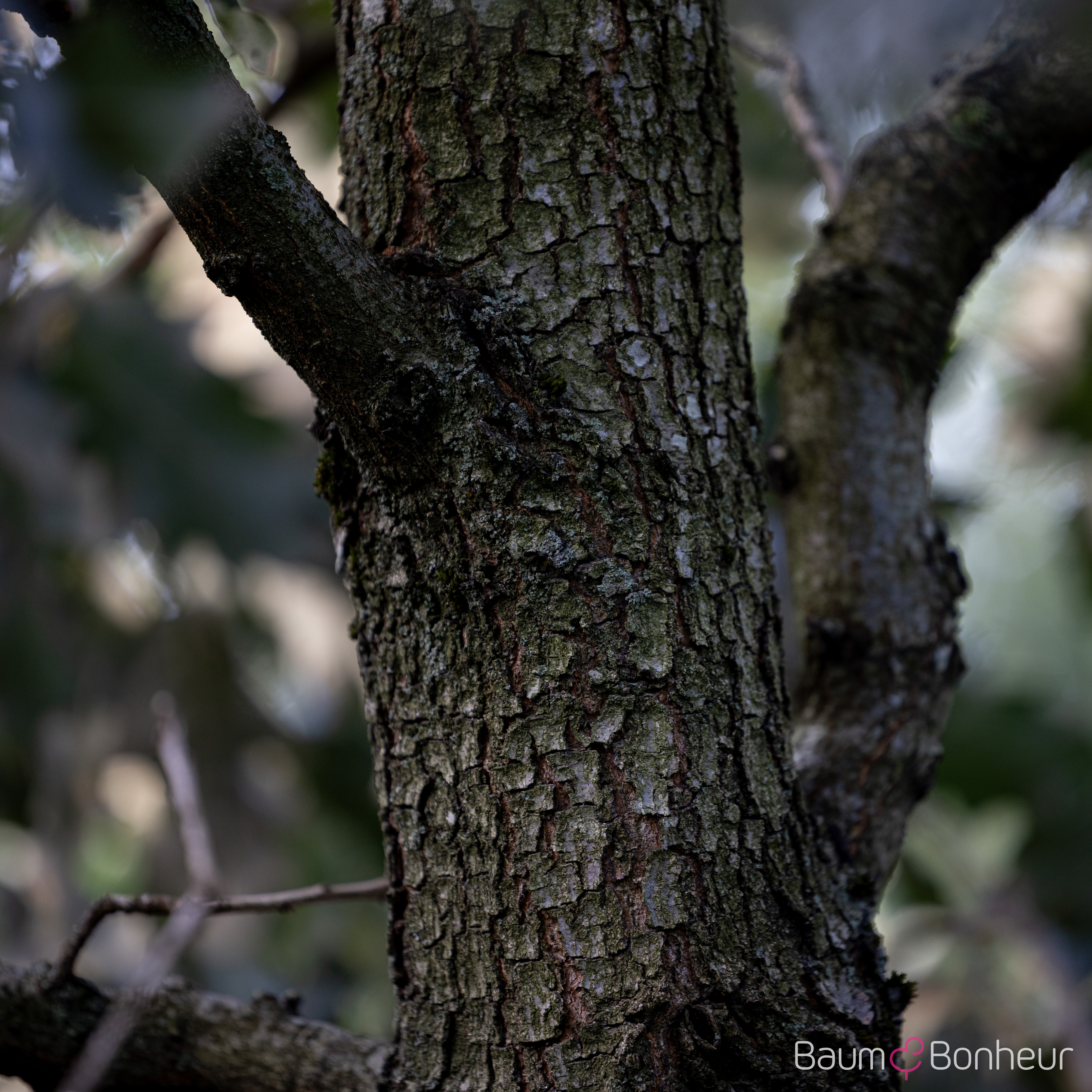 Quercus ithaburensis 'Hemelrijk'