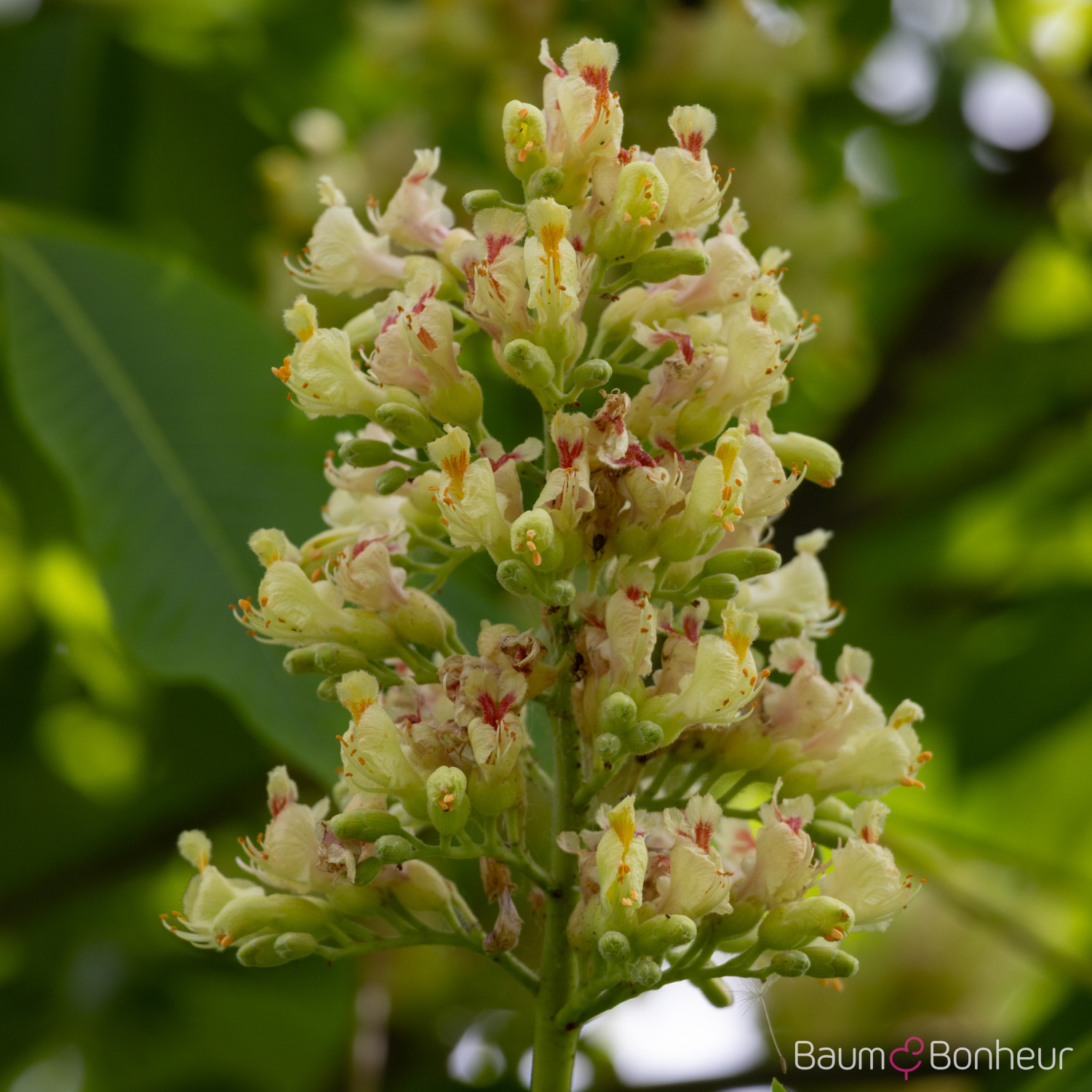 Aesculus flava 'Vestita'