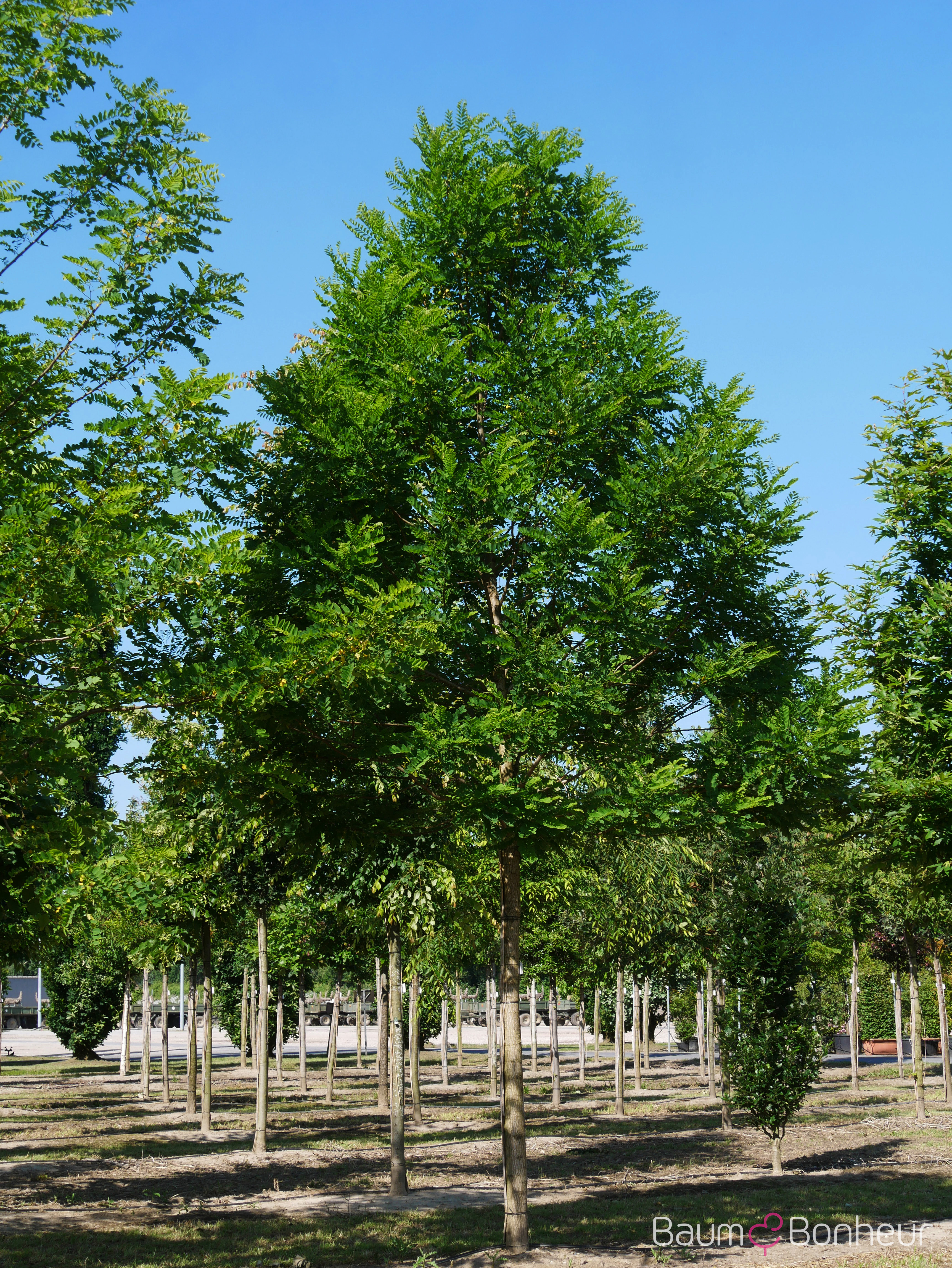 Robinia pseudoacacia 'Bessoniana'
