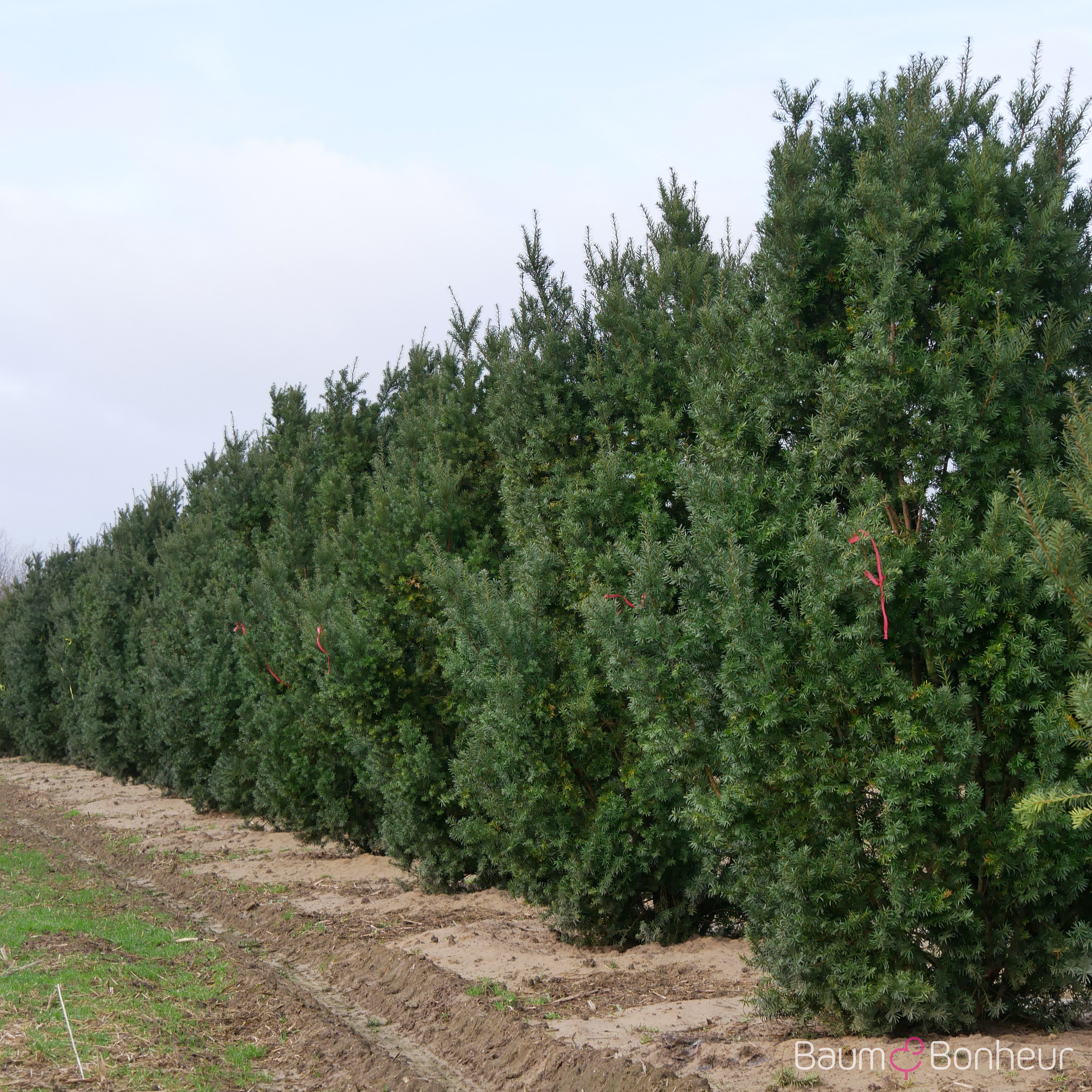 Taxus media 'Hicksii'