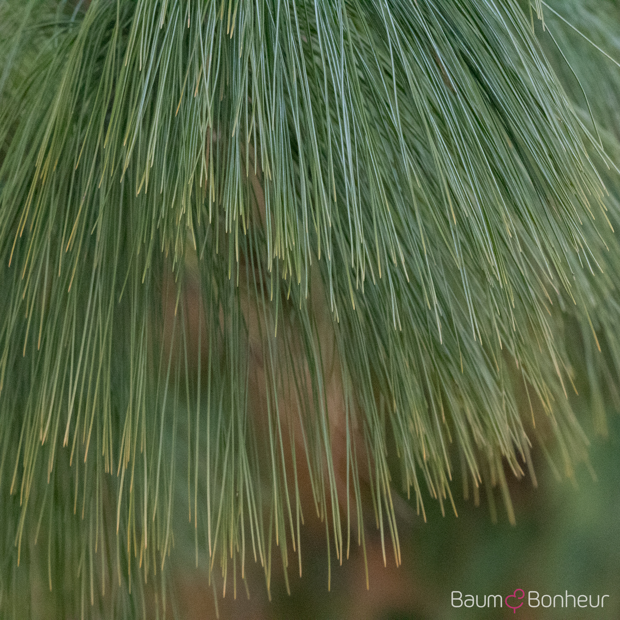 Pinus wallichiana