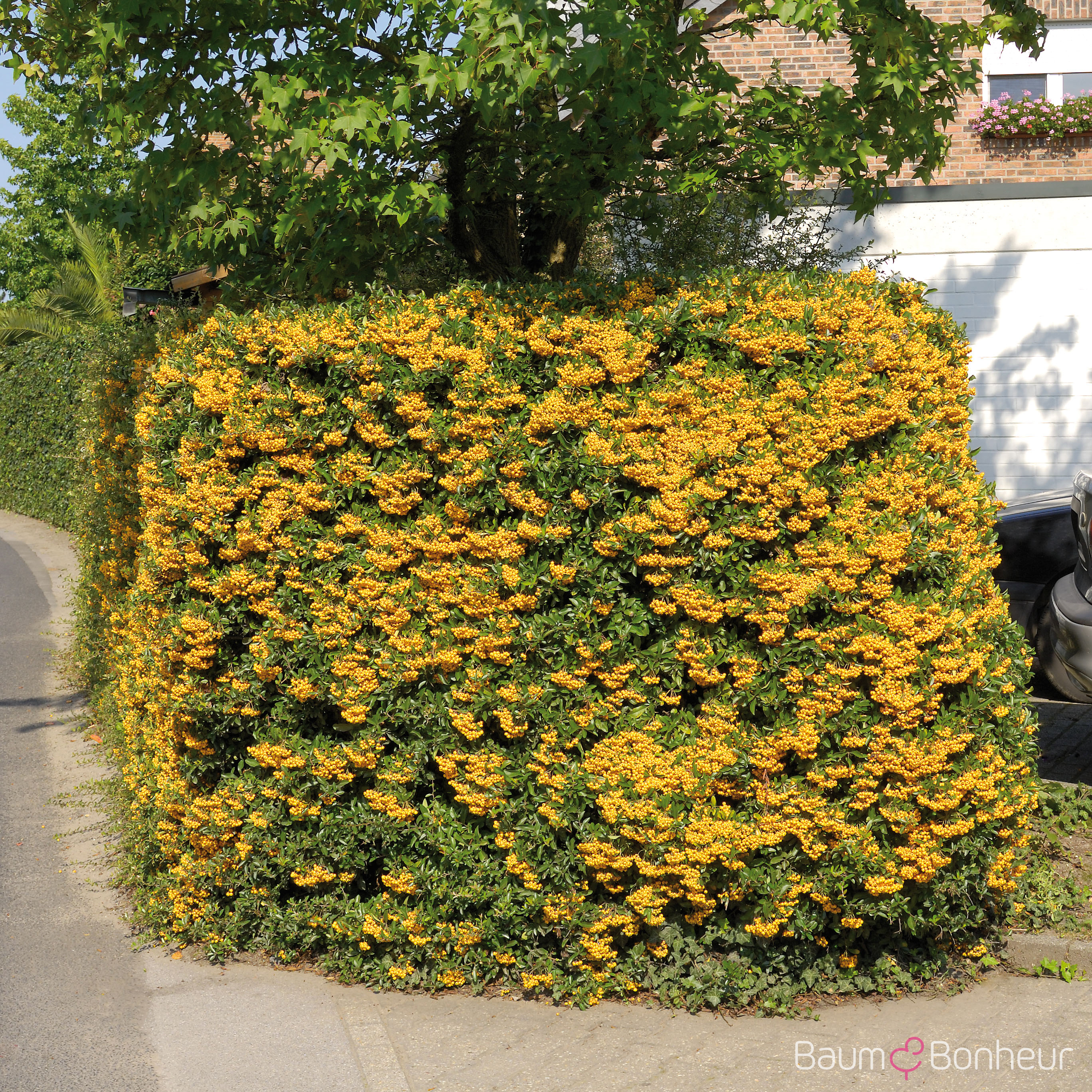 Pyracantha 'Soleil d'Or'