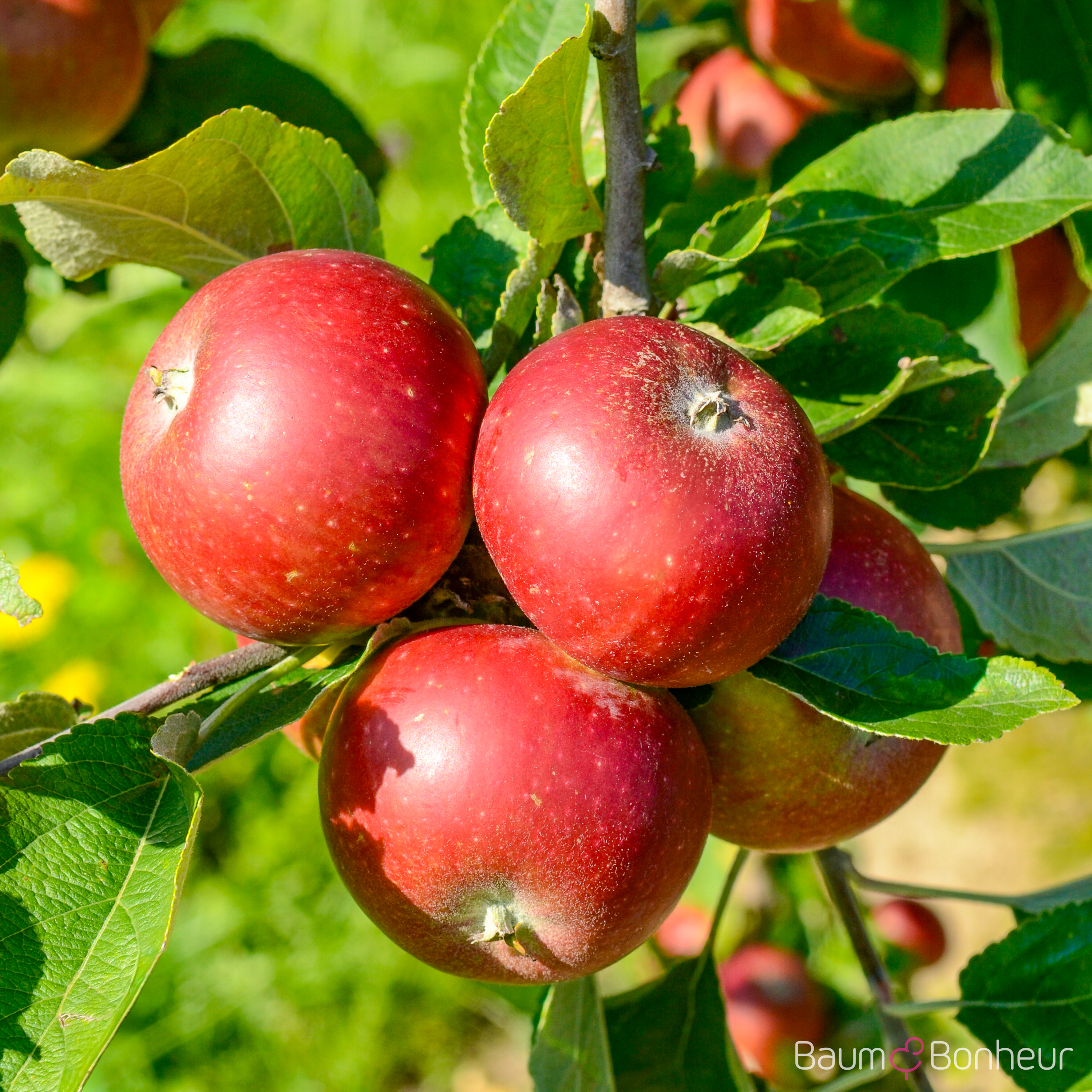 Malus 'Ingrid Marie'