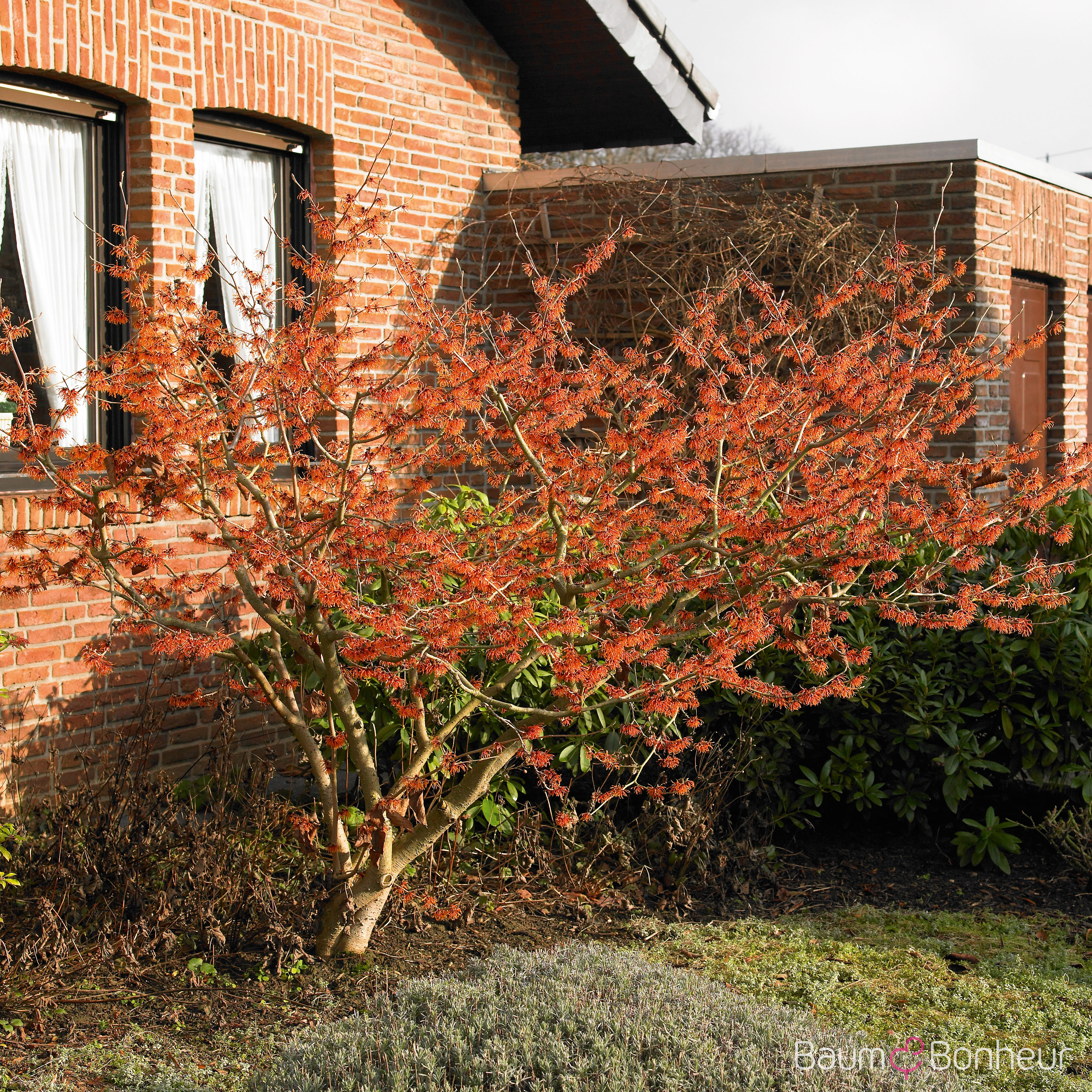 Hamamelis intermedia 'Jelena'