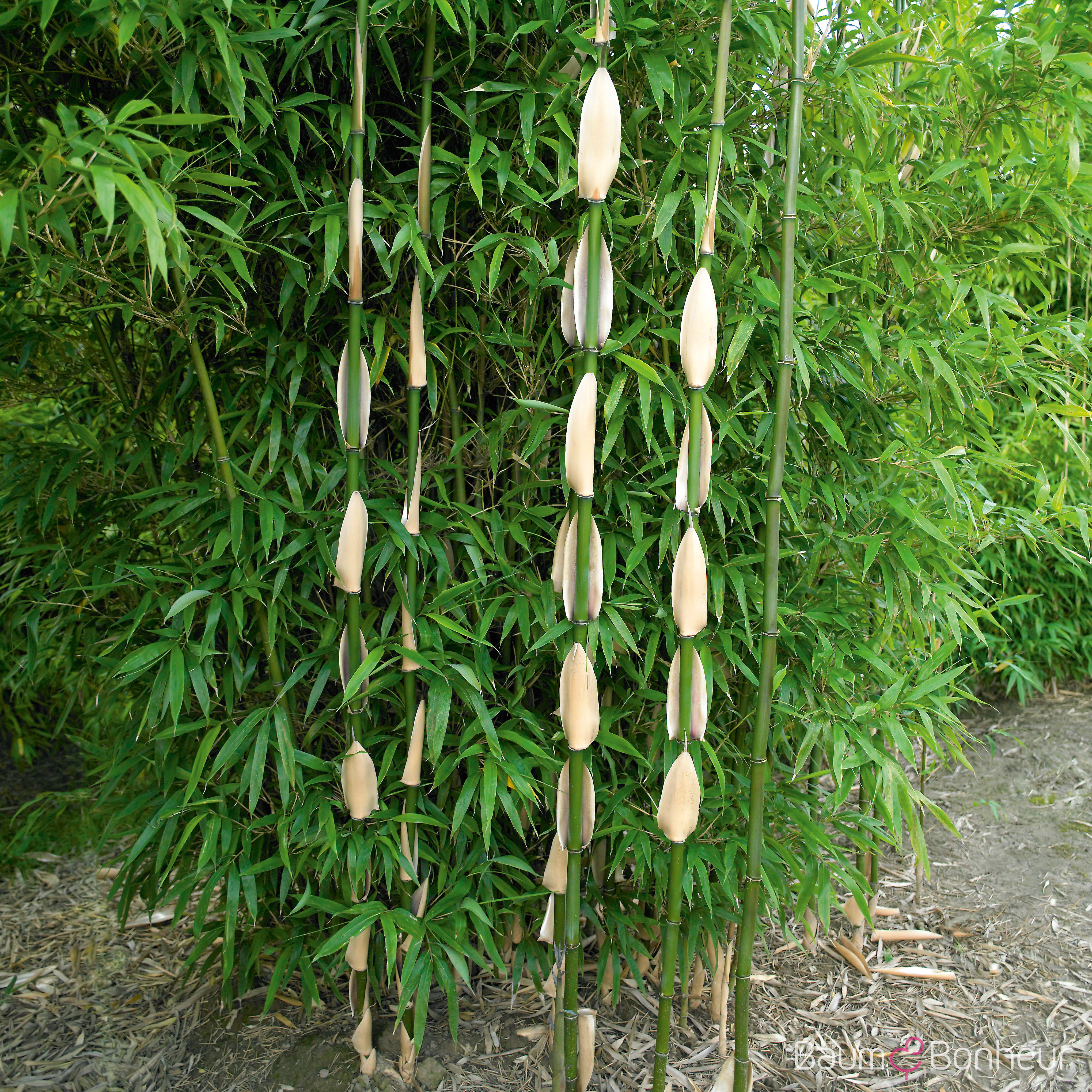 Semiarundinaria fastuosa