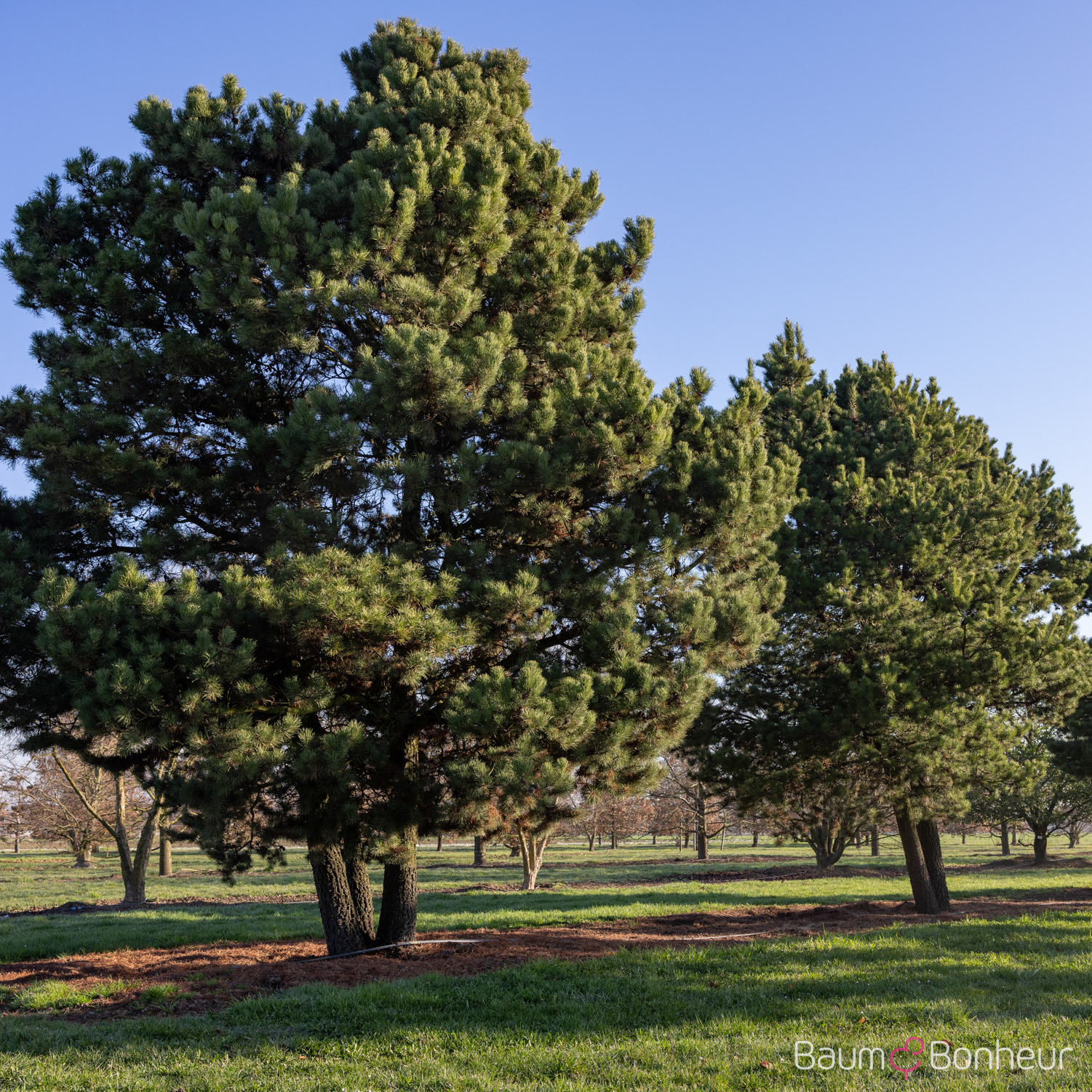 Pinus contorta