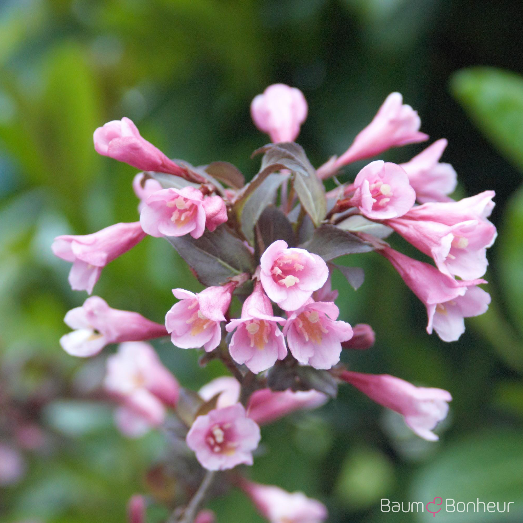 Weigela florida 'Purpurea'