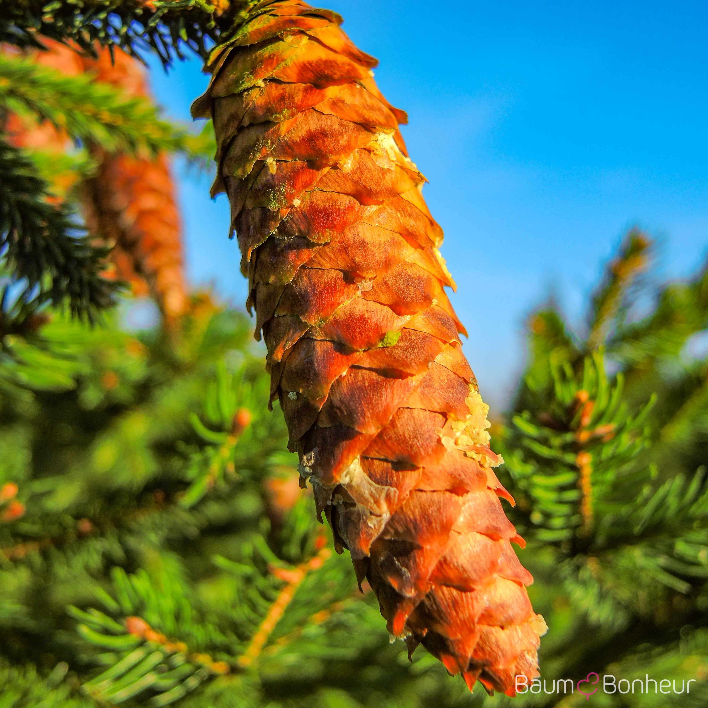 Picea abies