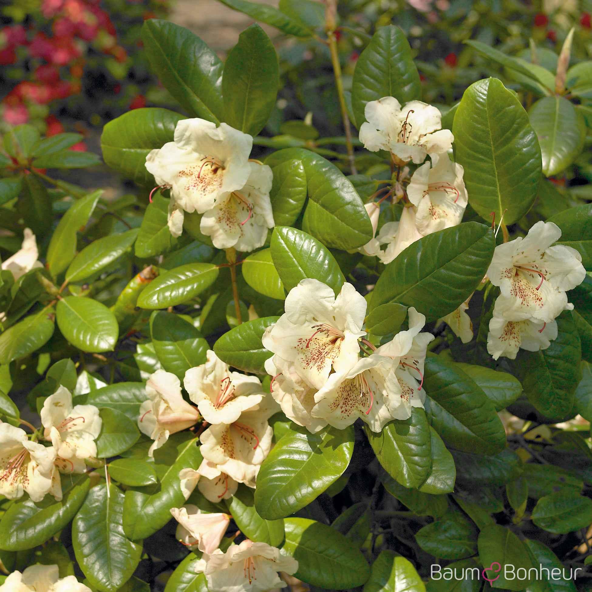 Rhododendron 'Viscy'