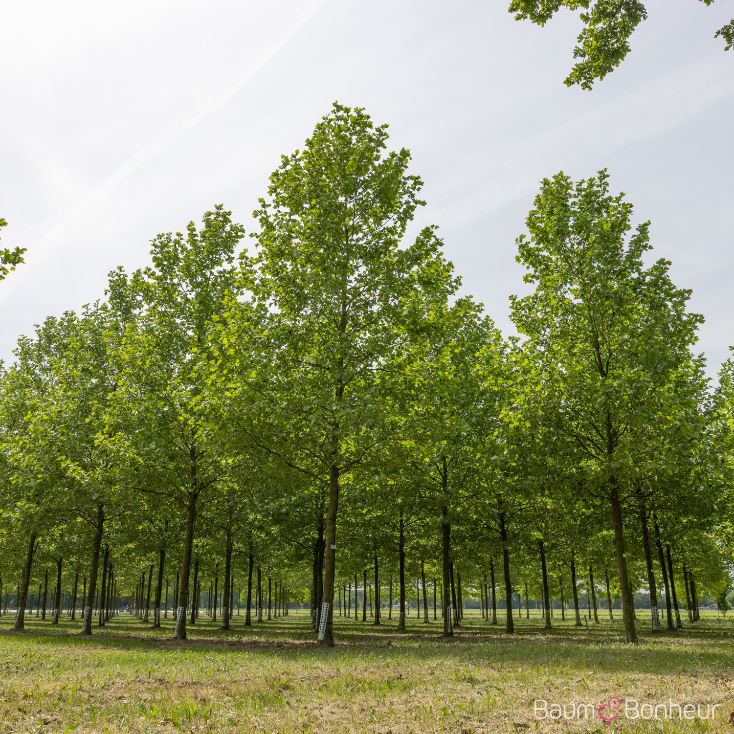 Platanus hispanica