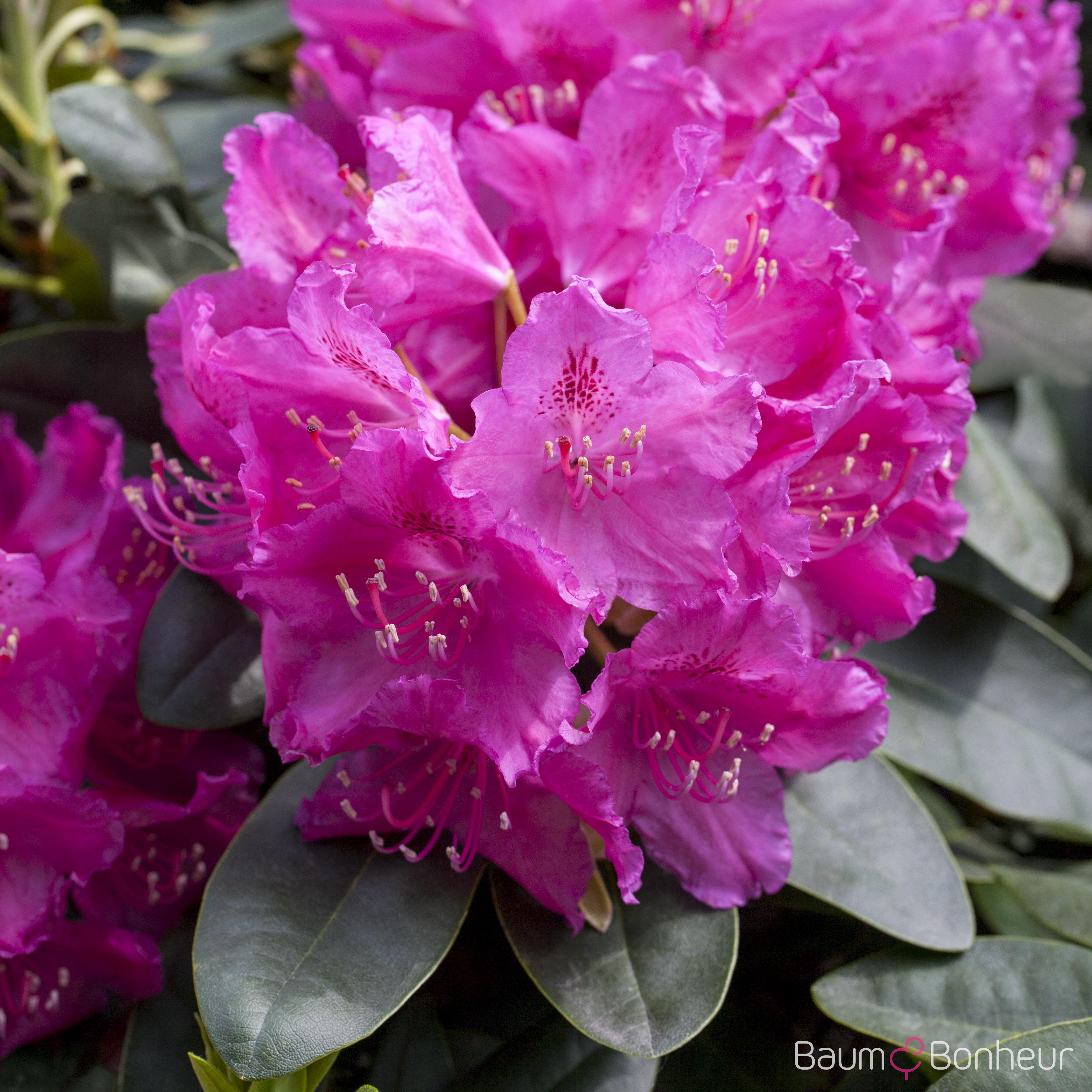 Rhododendron williamsianum 'August Lamken'