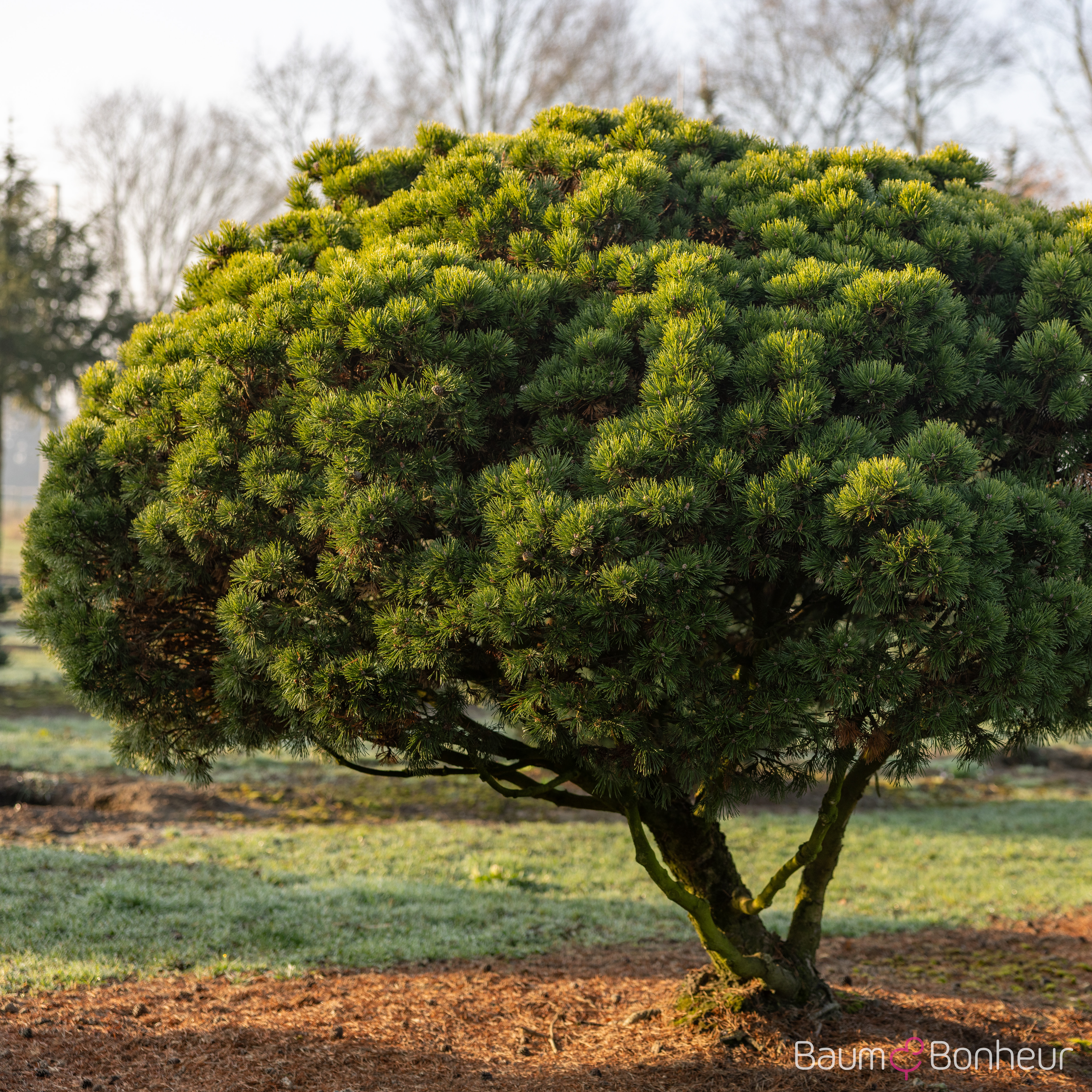 Pinus mugo 'Mops'