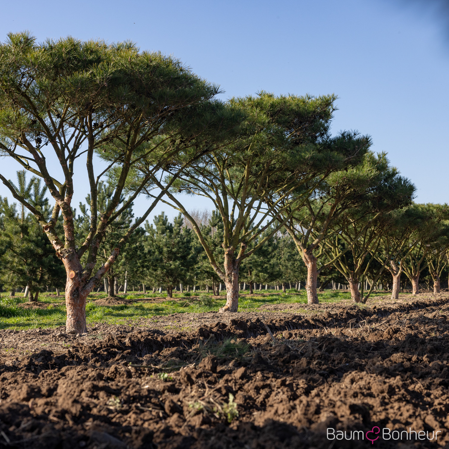 Pinus densiflora 'Umbraculifera'