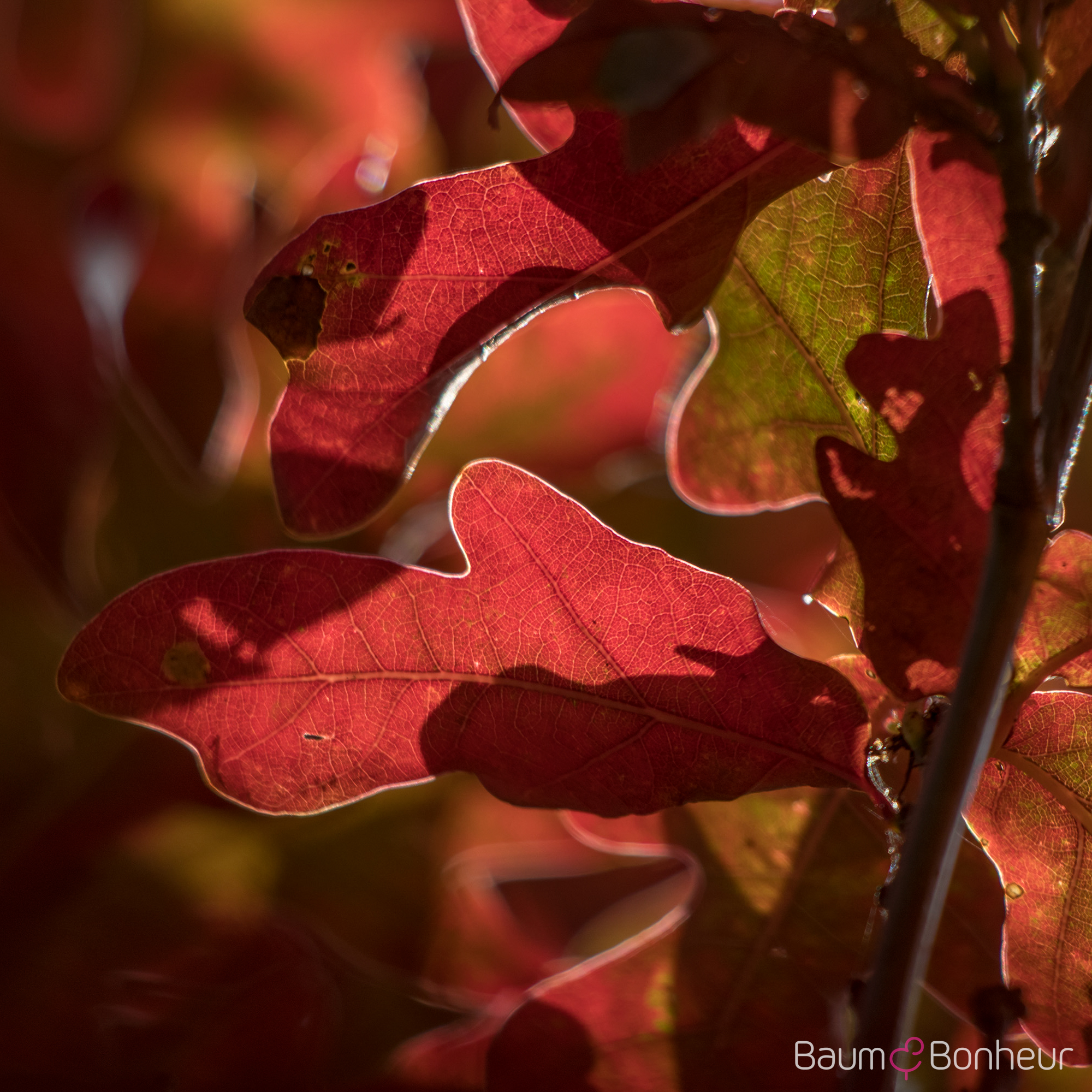 Quercus bicolor 'Crimson Spire'
