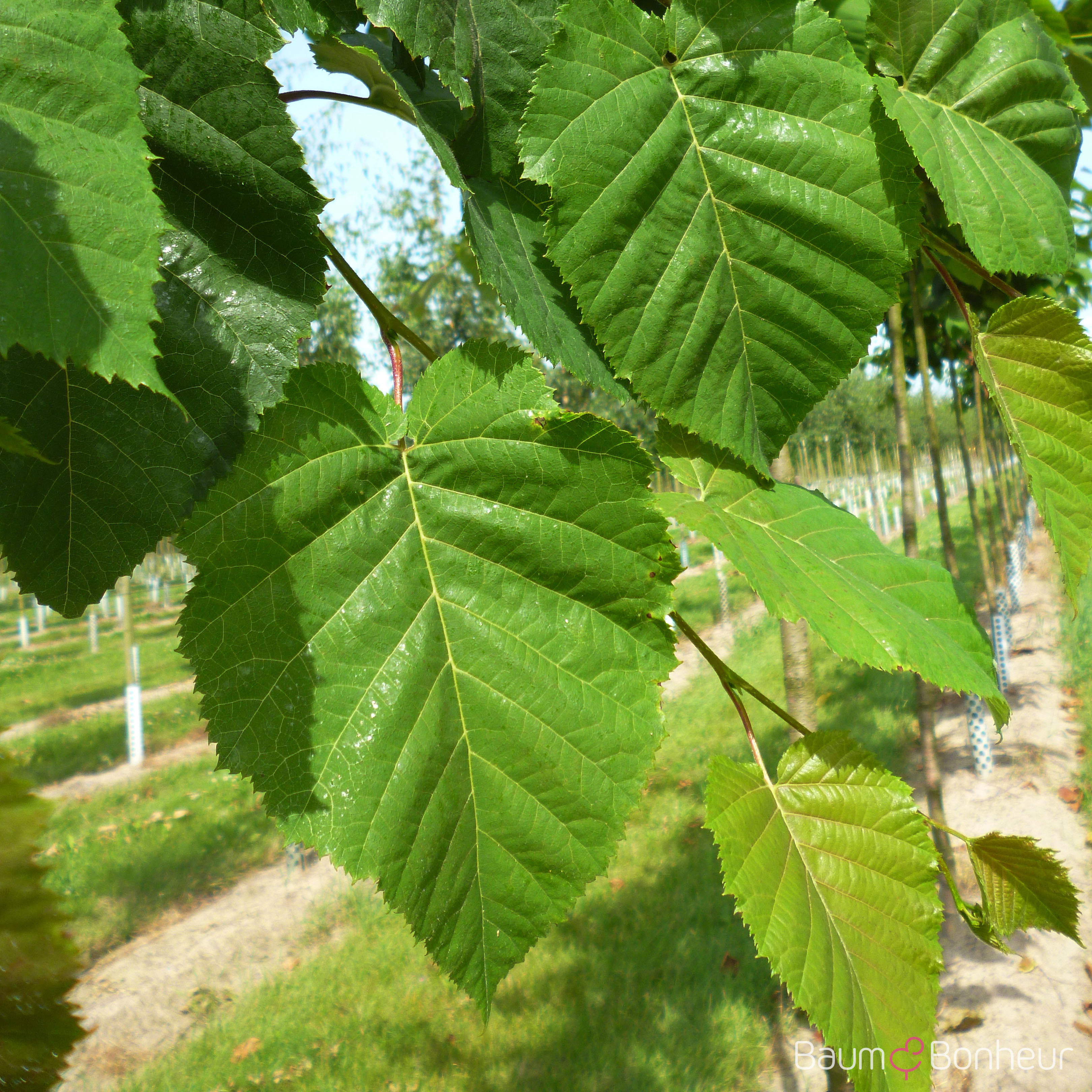 Betula maximowicziana