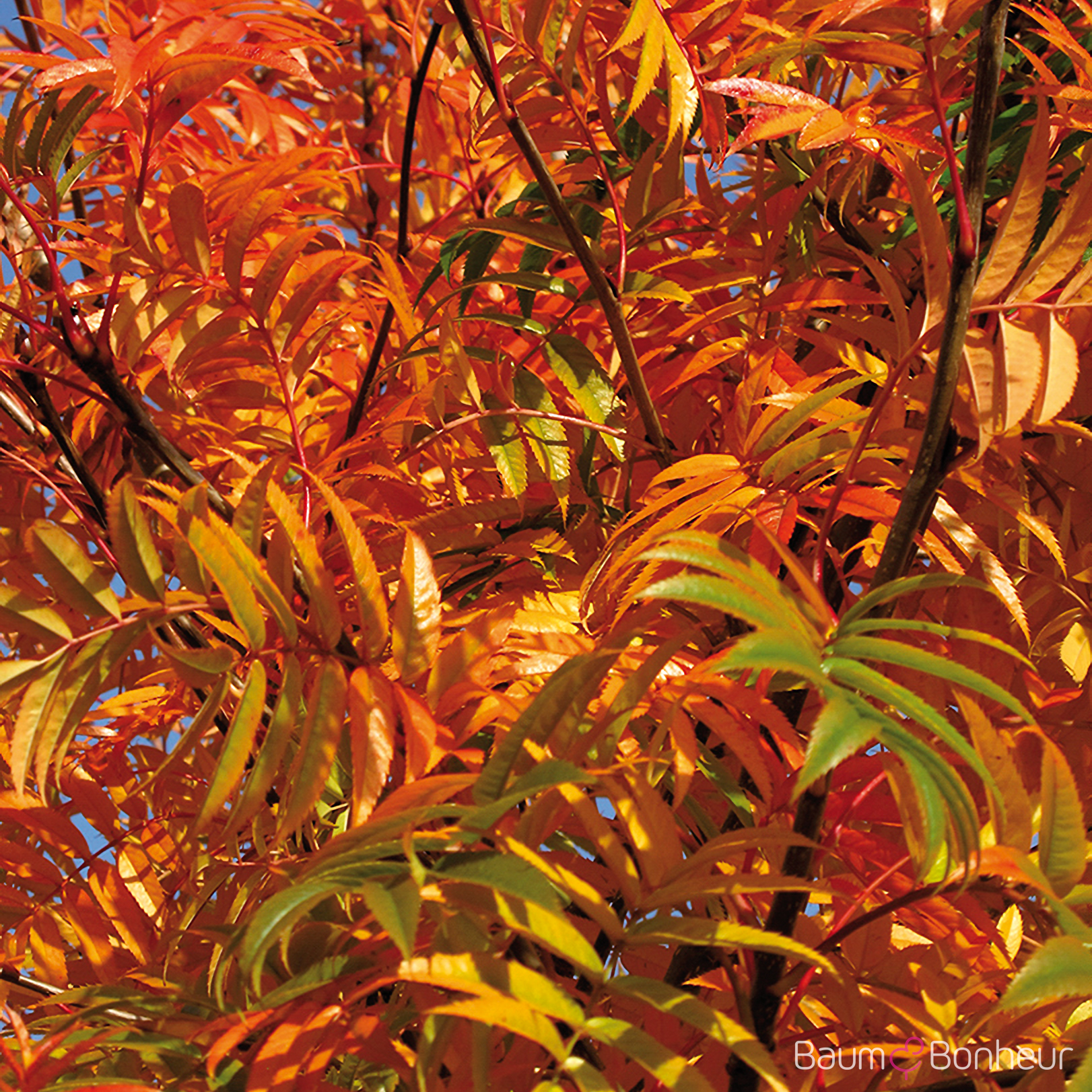 Sorbus 'Dodong'