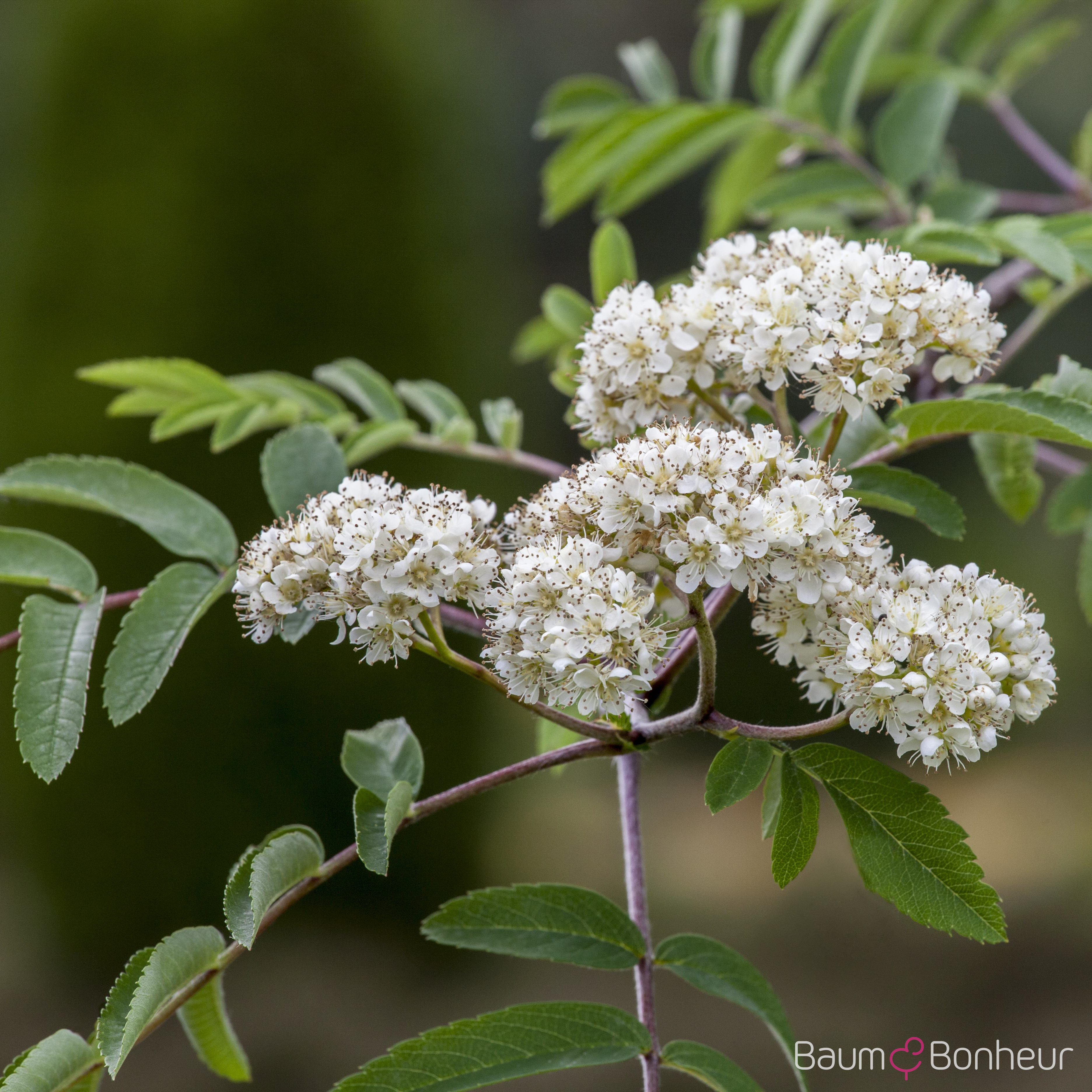 Sorbus aucuparia