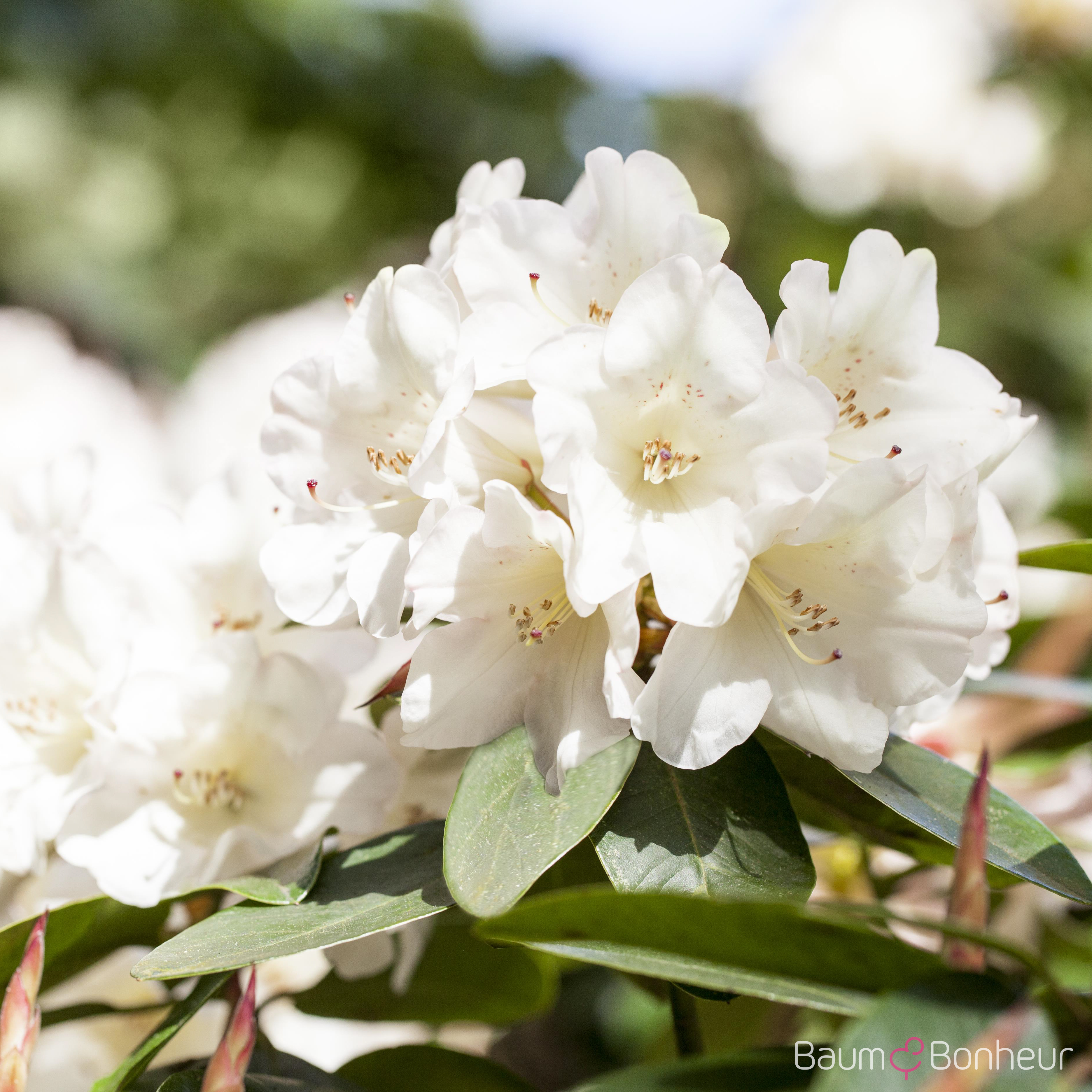 Rhododendron luteum 'Unique'