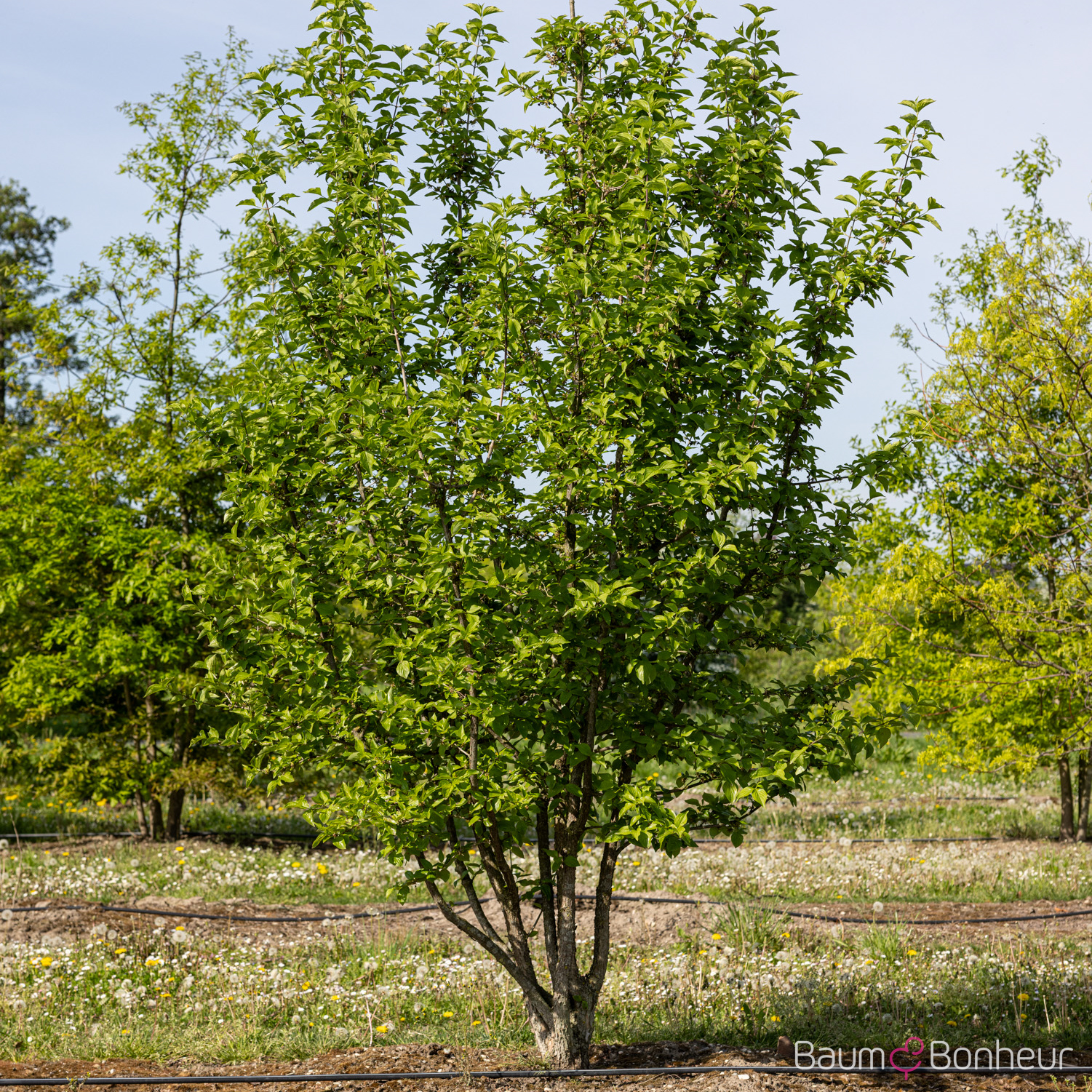Cornus mas