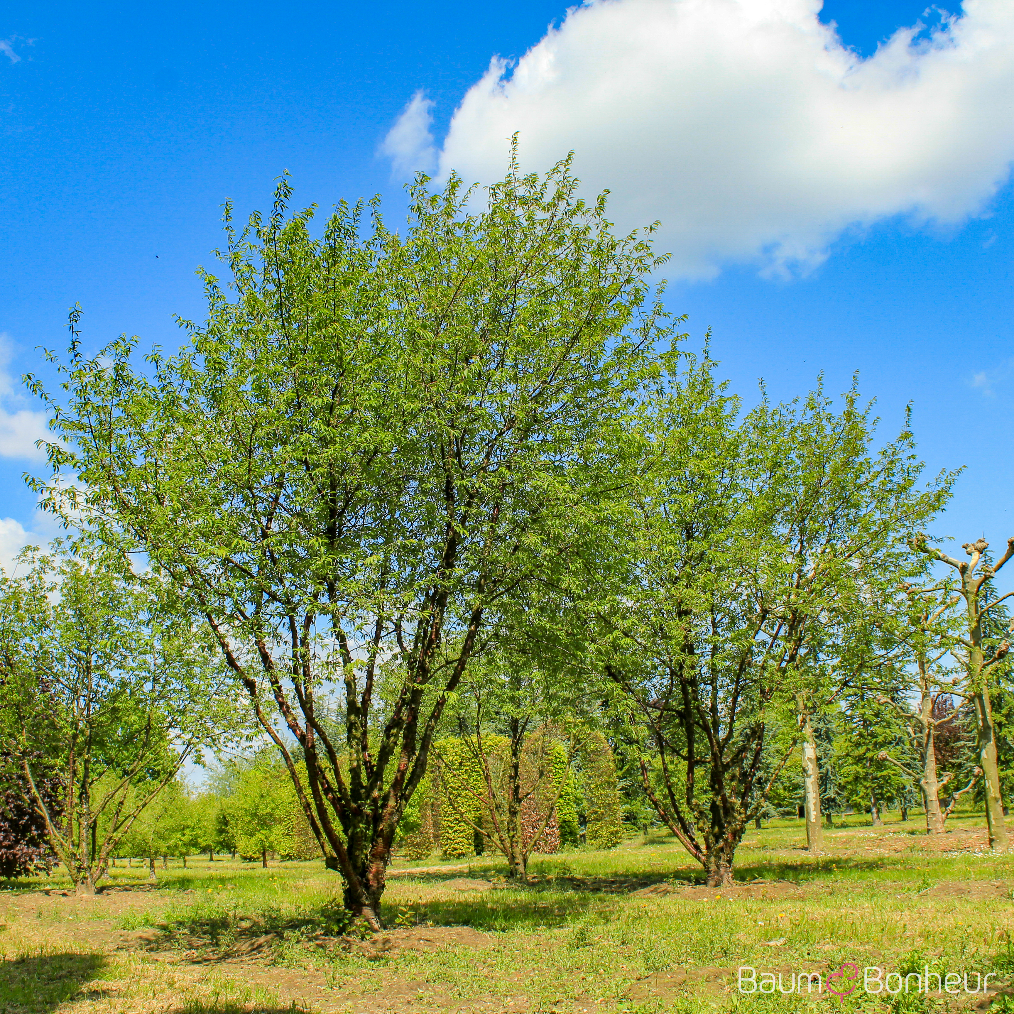 Prunus serrula