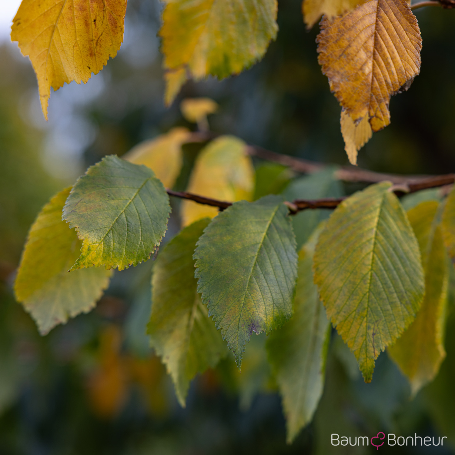 Ulmus minor 'Supercork'