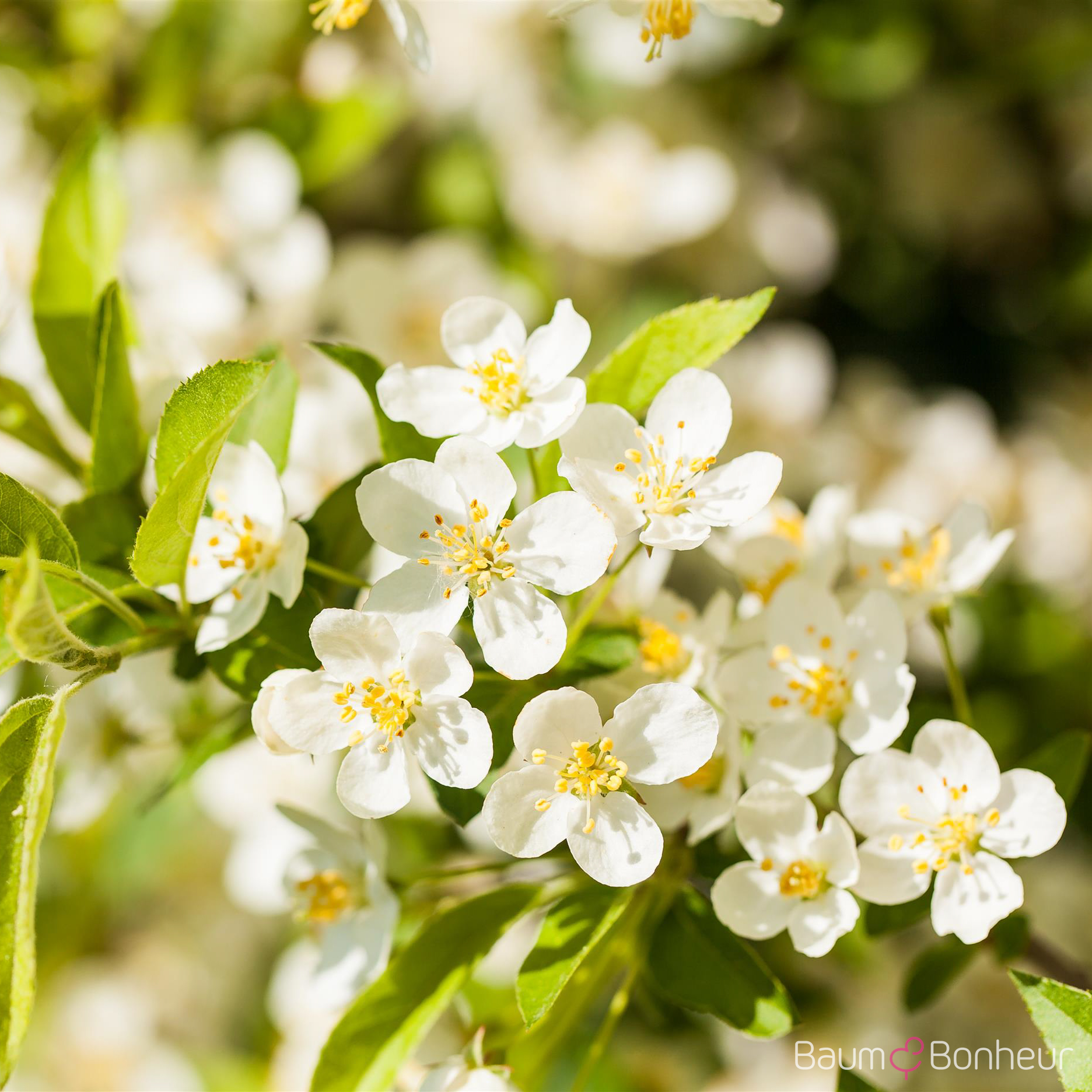 Malus toringo sargentii (Veredlung)