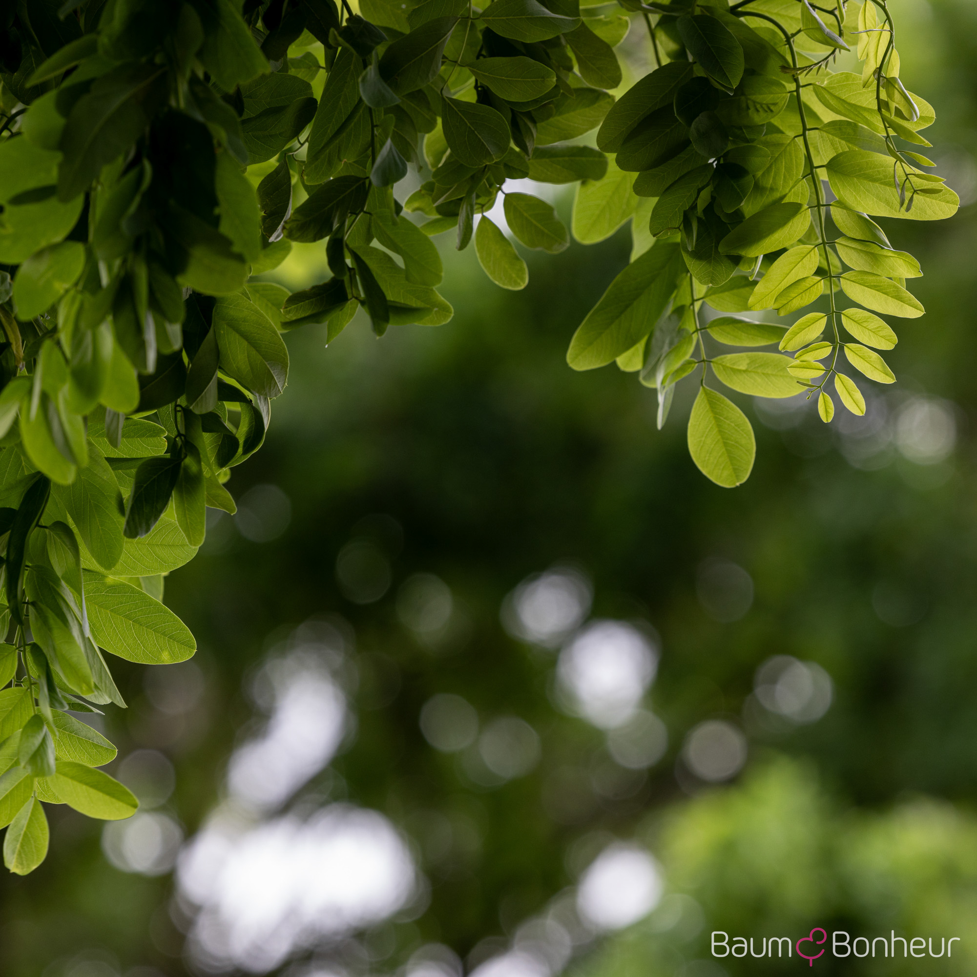Robinia pseudoacacia 'Tortuosa'