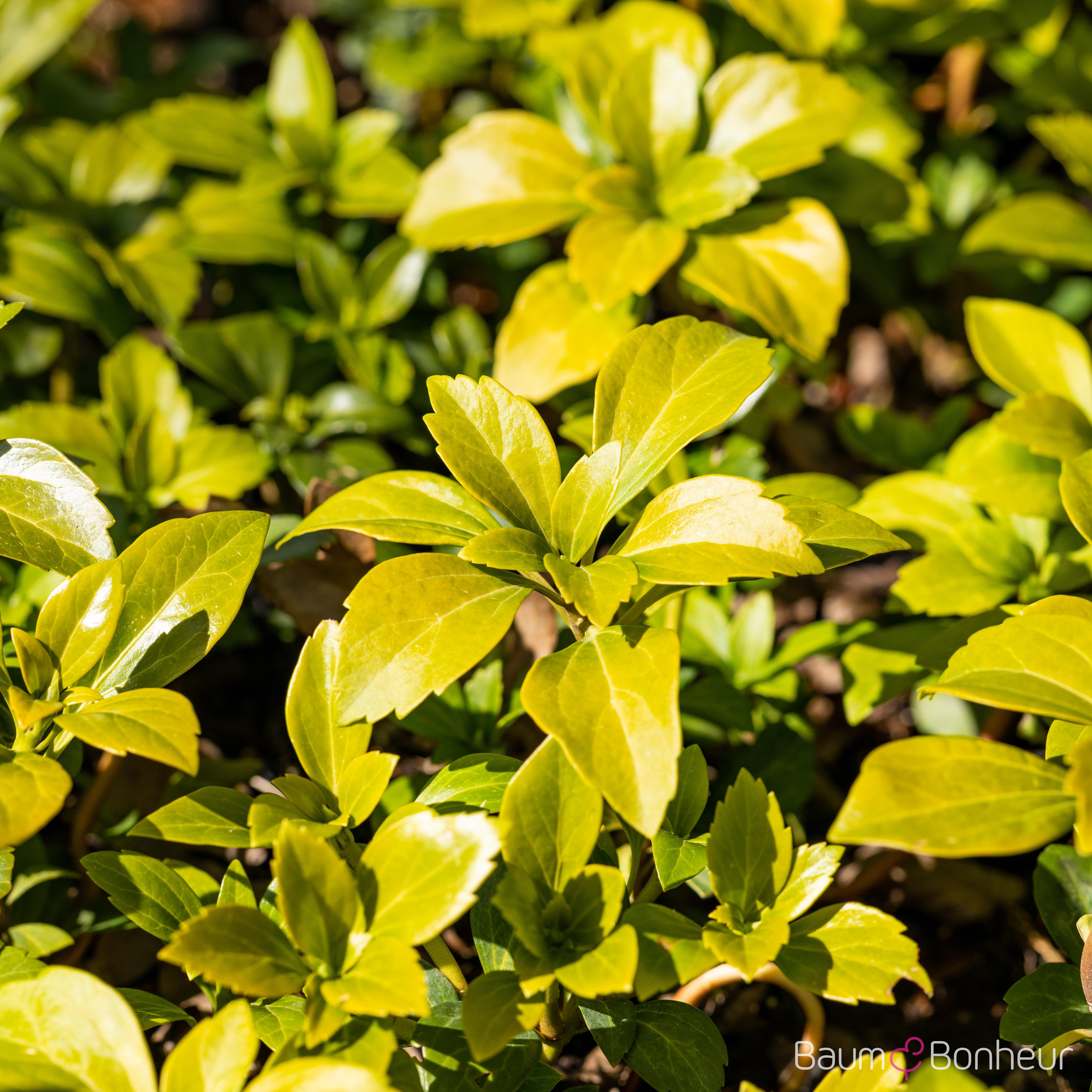 Pachysandra terminalis 'Green Carpet' -R-