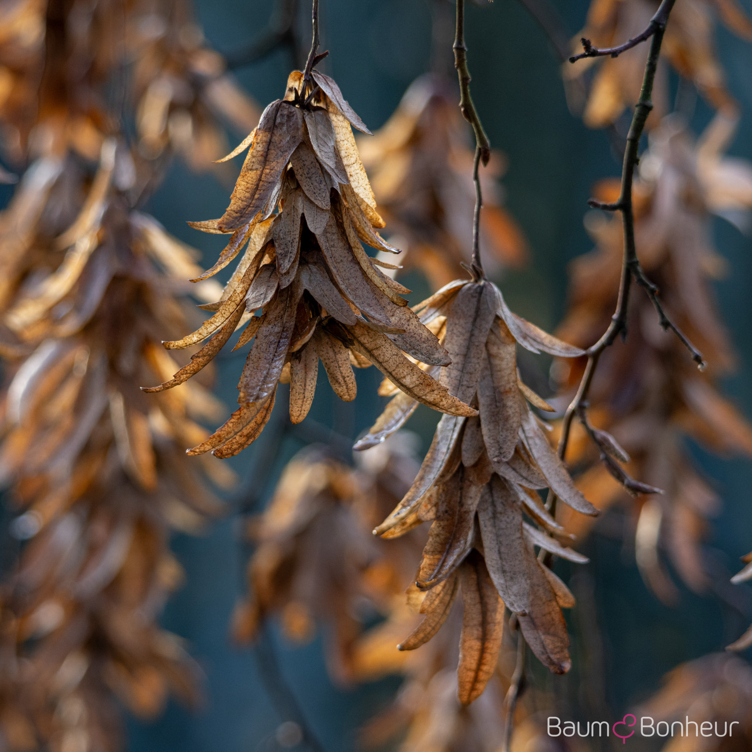 Carpinus betulus 'Pendula'