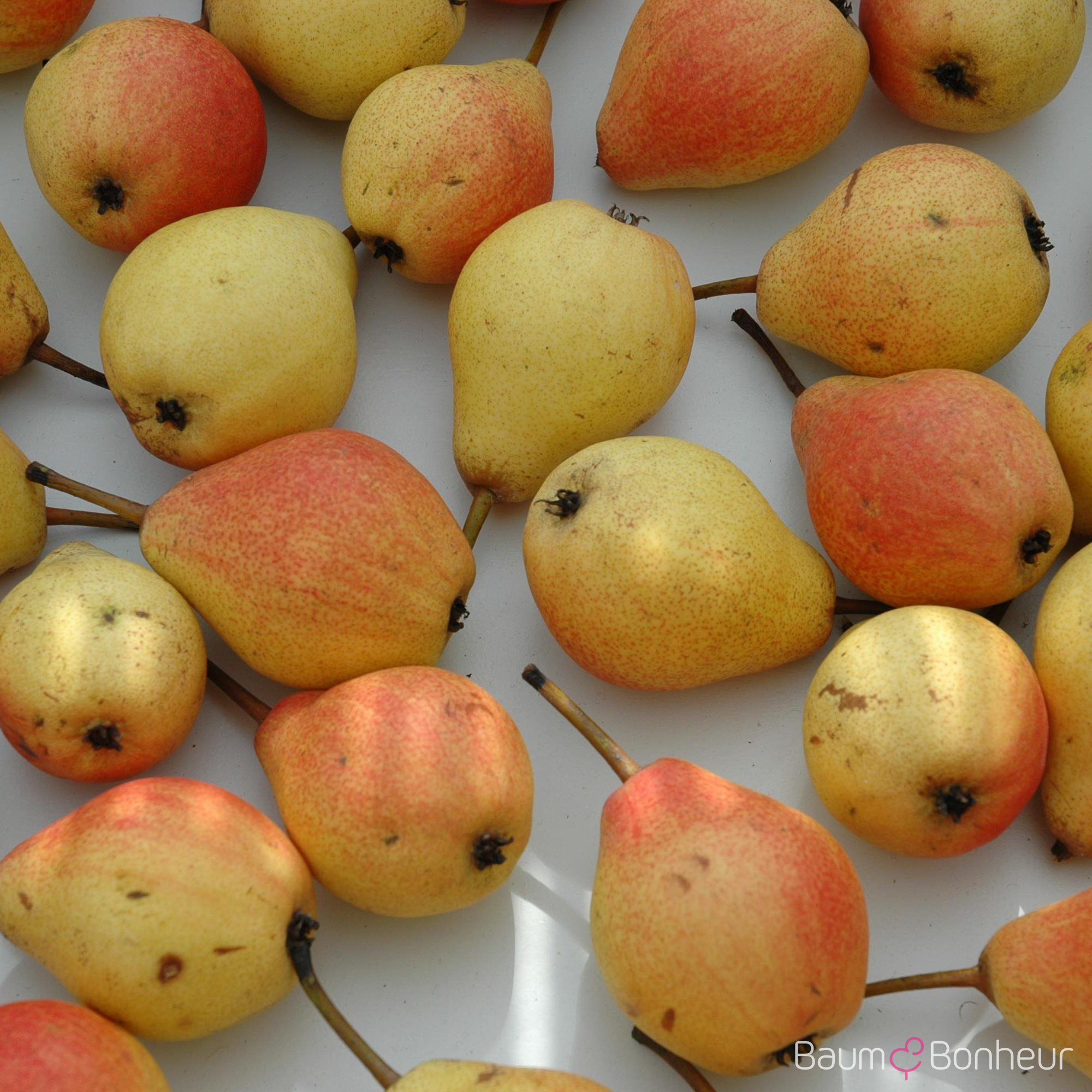 Pyrus communis 'Clapps Liebling'
