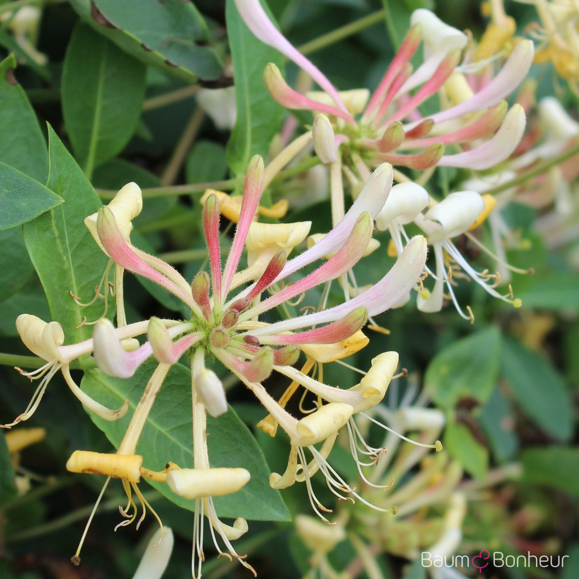 Lonicera caprifolium