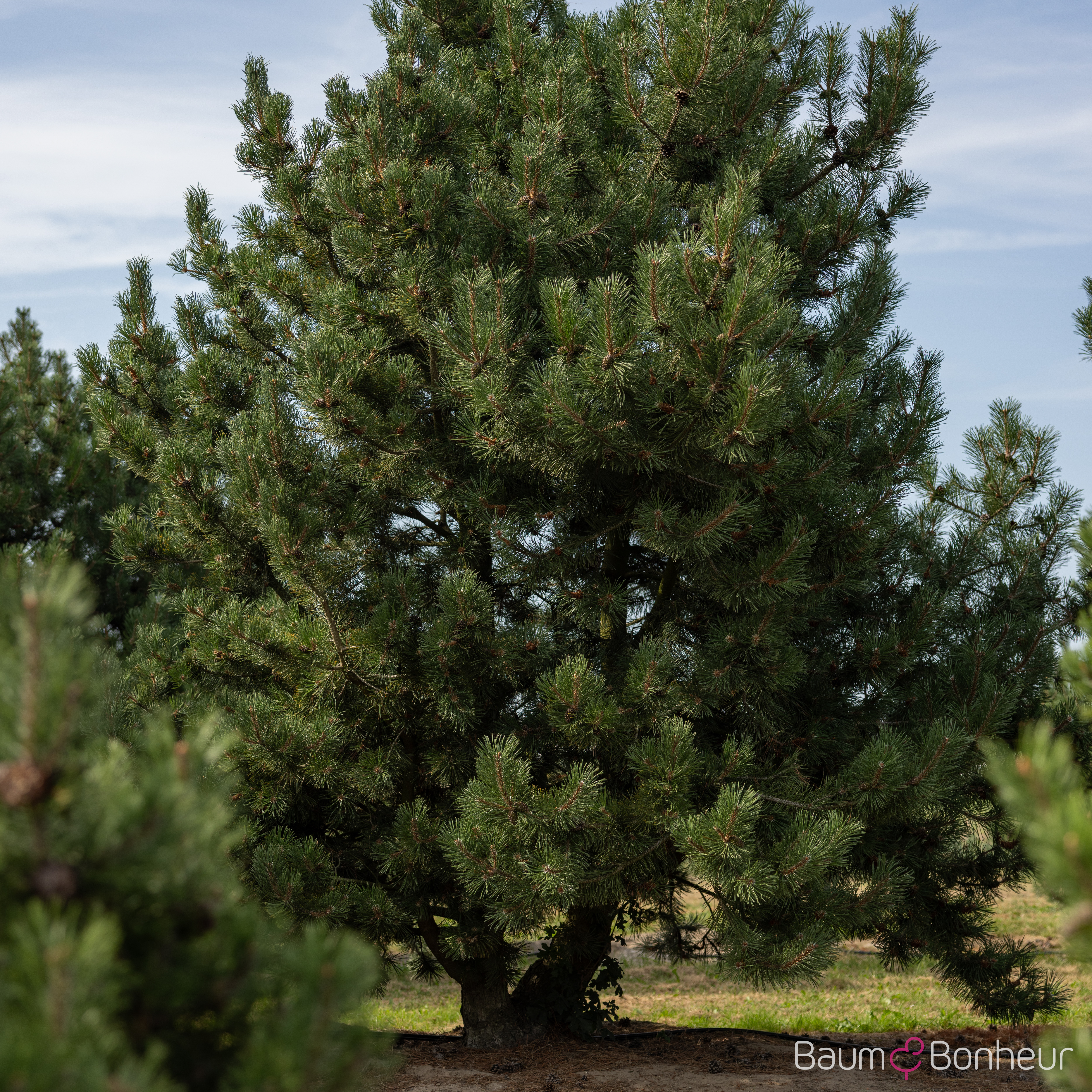Pinus uncinata