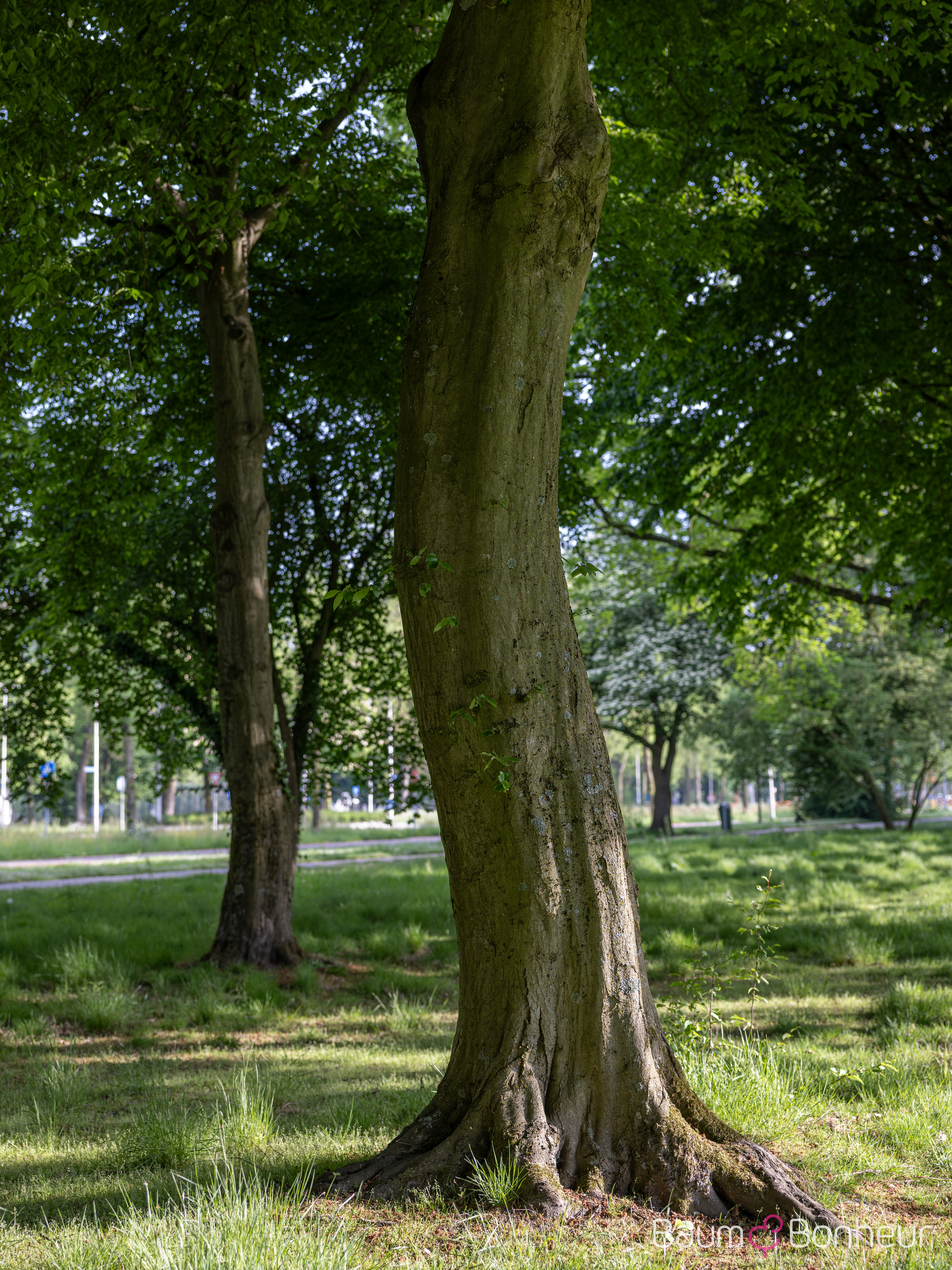 Carpinus betulus