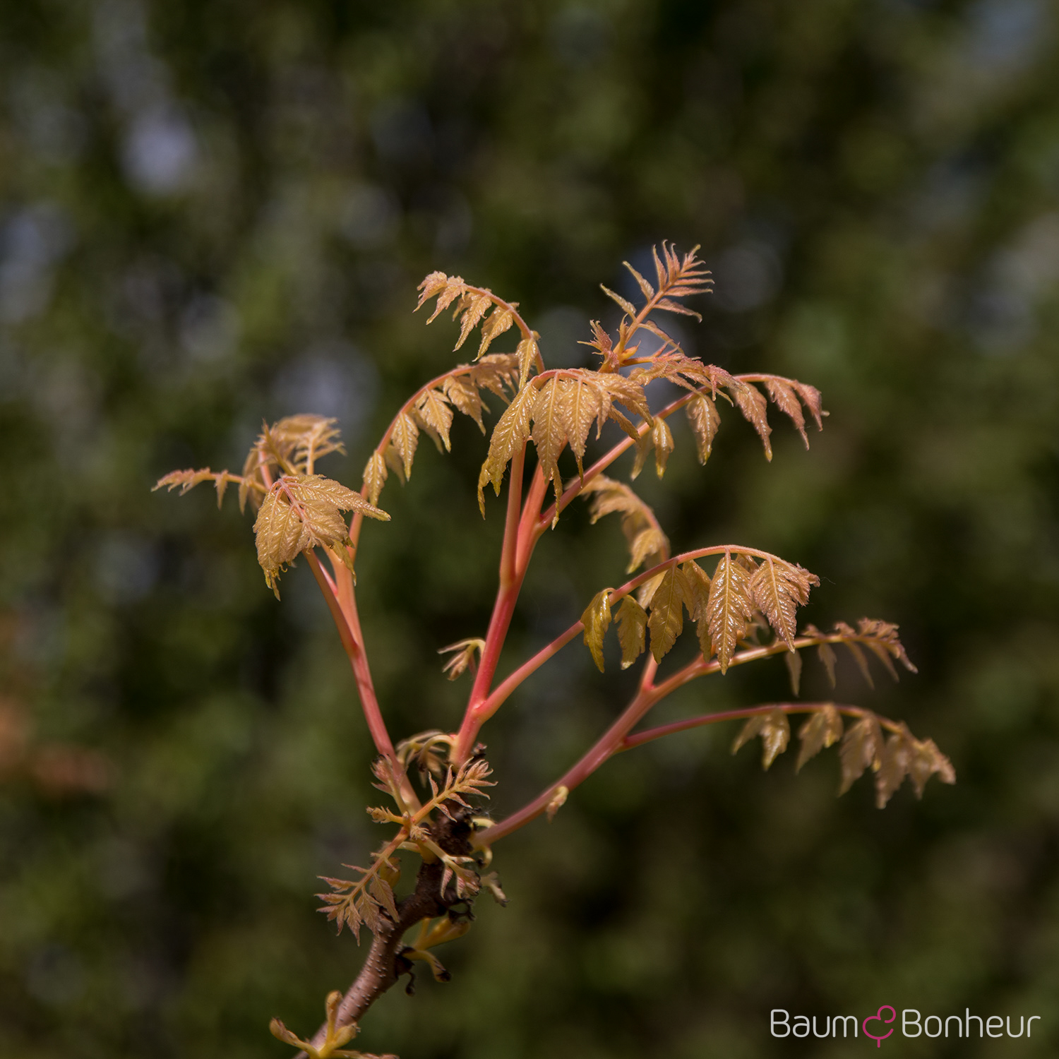 Koelreuteria paniculata 'Coral Sun'