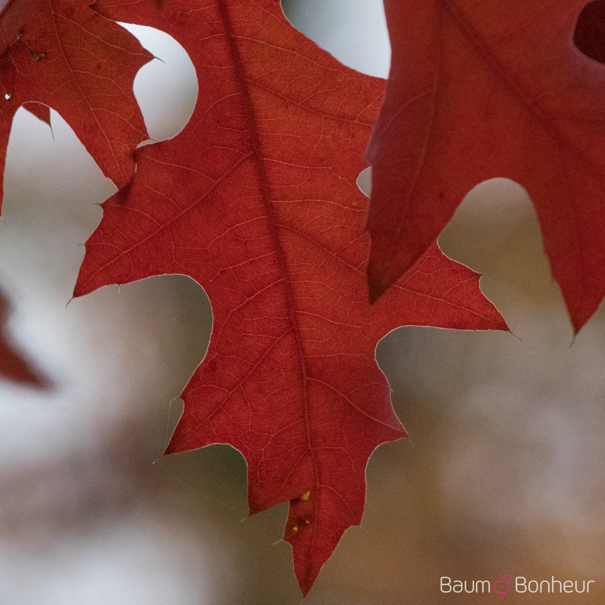 Quercus palustris
