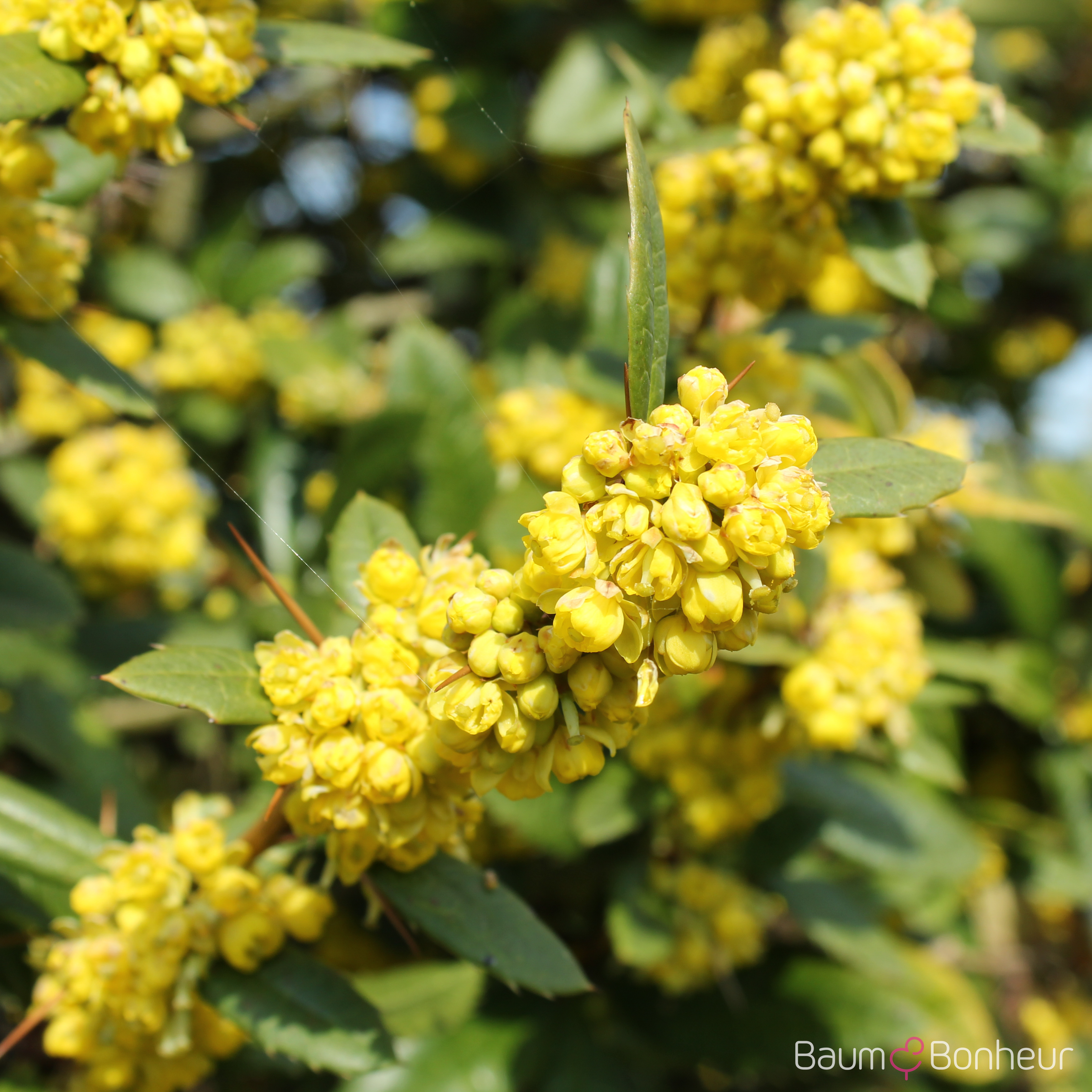 Berberis julianae