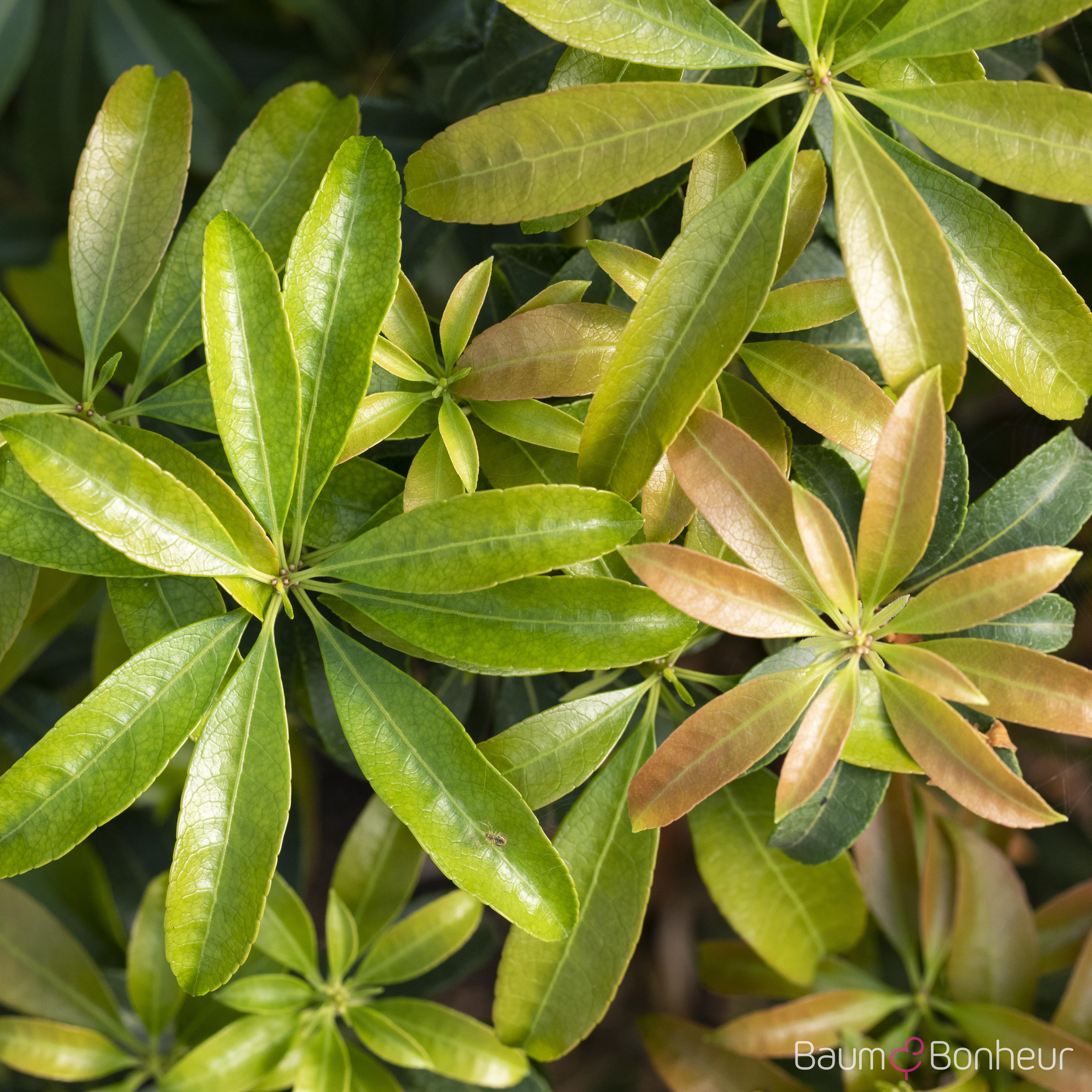 Pieris japonica