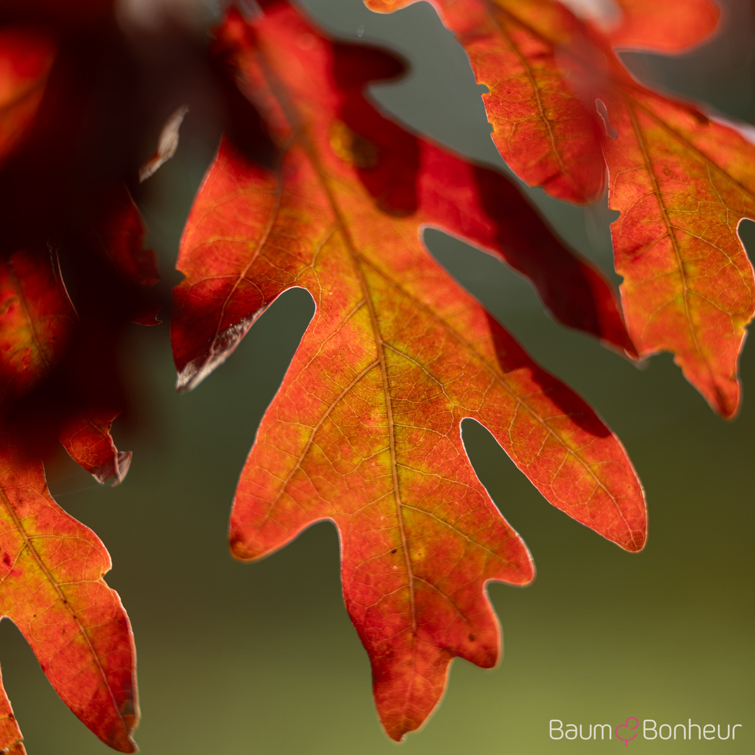 Quercus alba