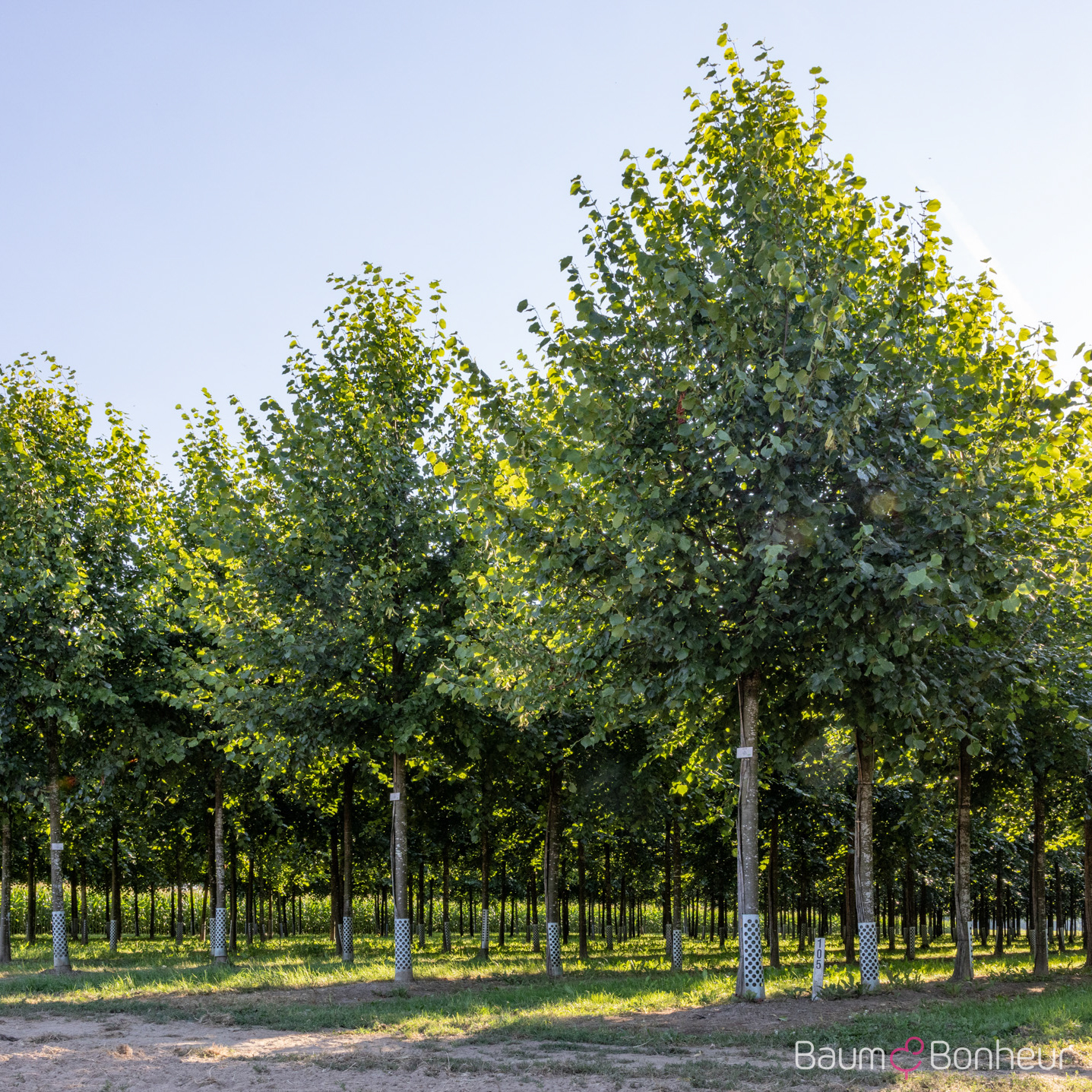 Tilia europaea 'Pallida Typ Lappen'