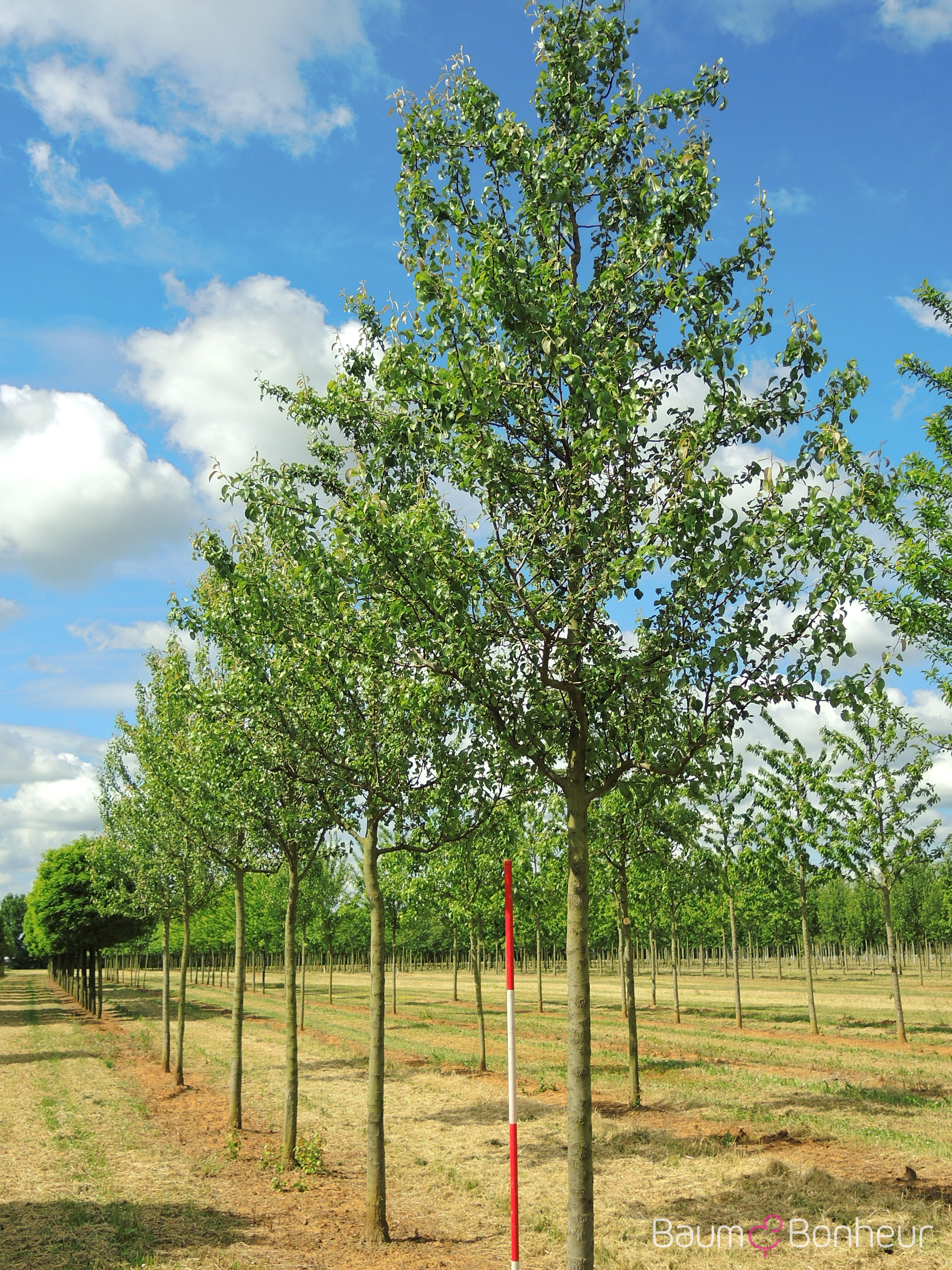 Pyrus communis 'Gräfin von Paris'