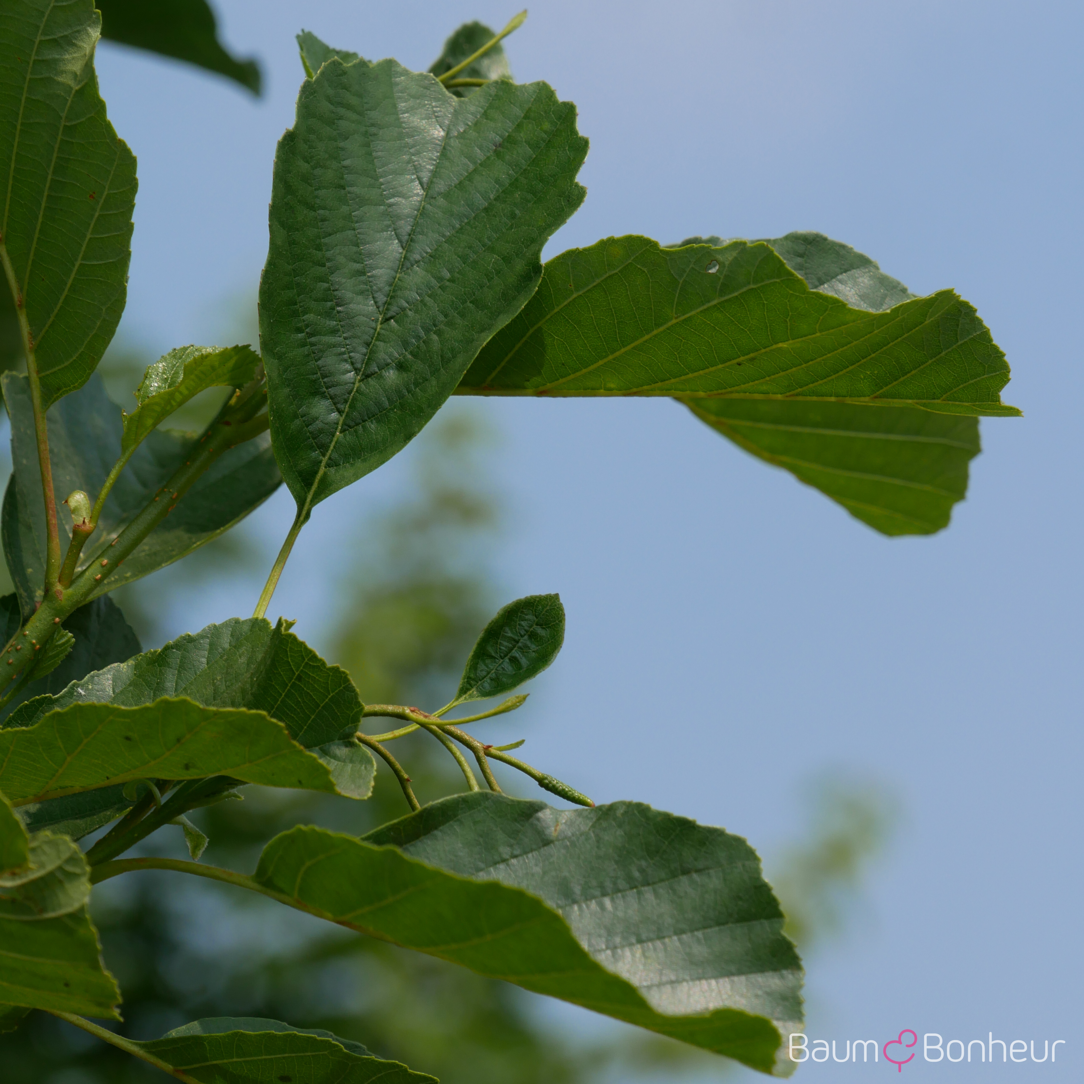 Alnus glutinosa