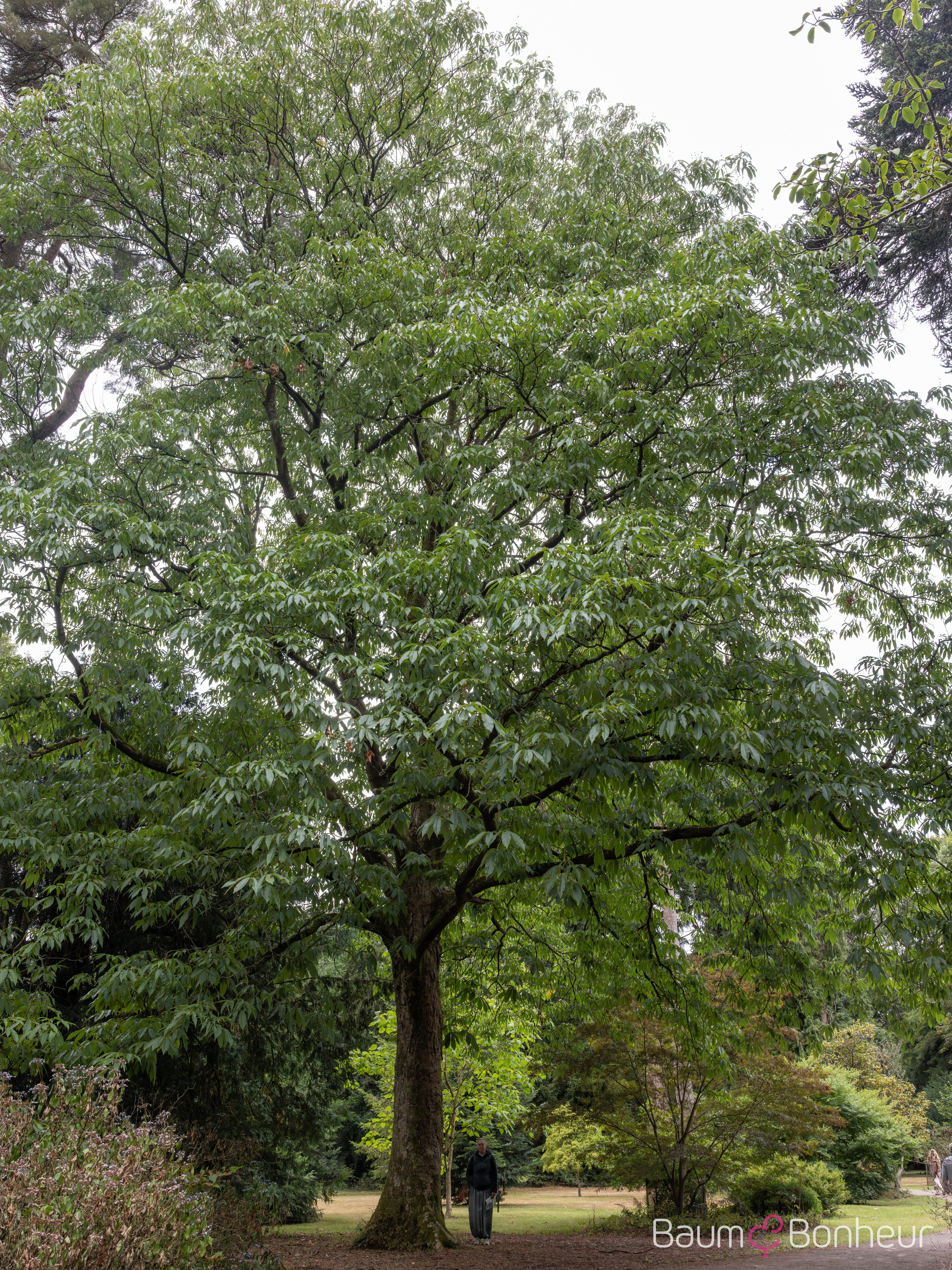 Aesculus indica