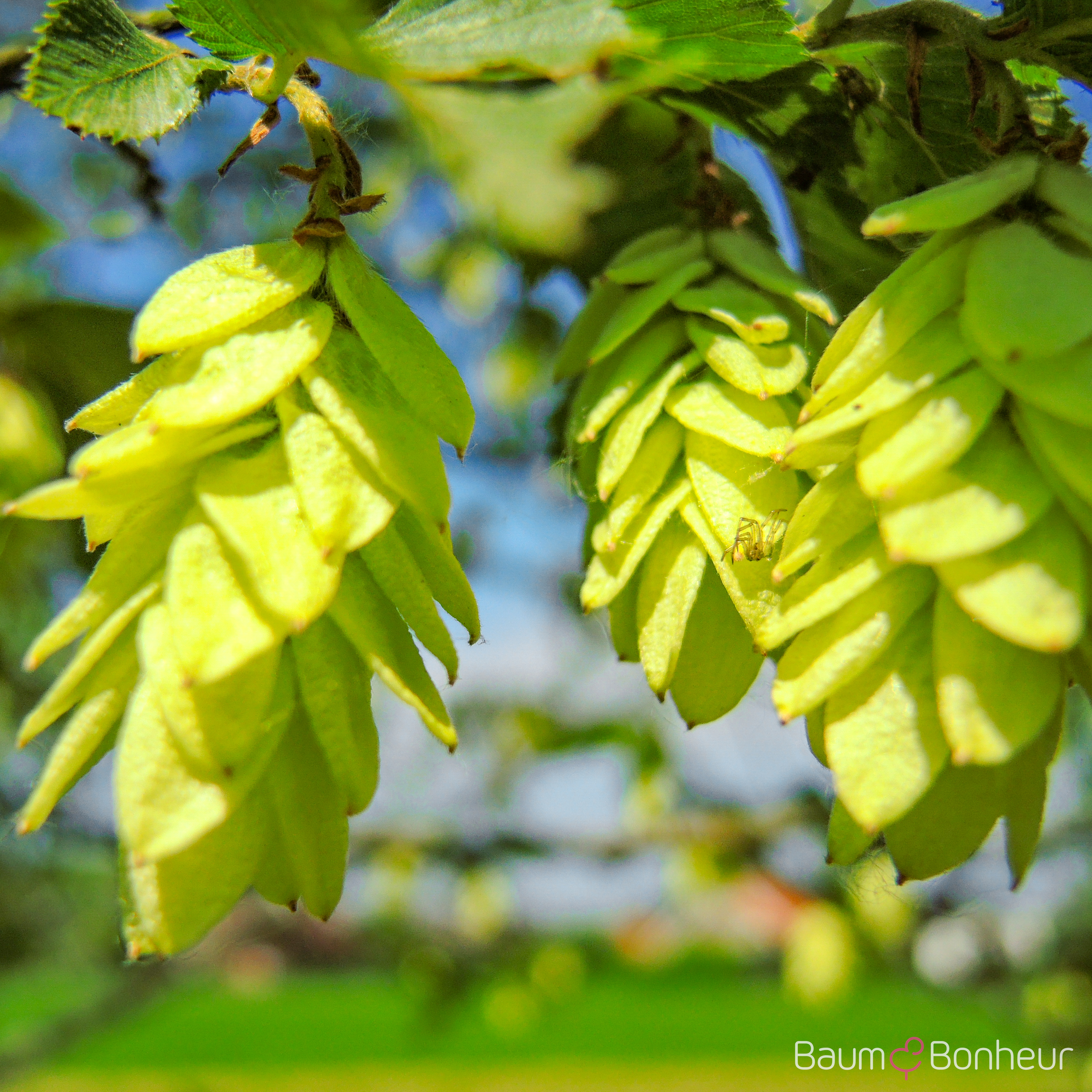 Ostrya carpinifolia