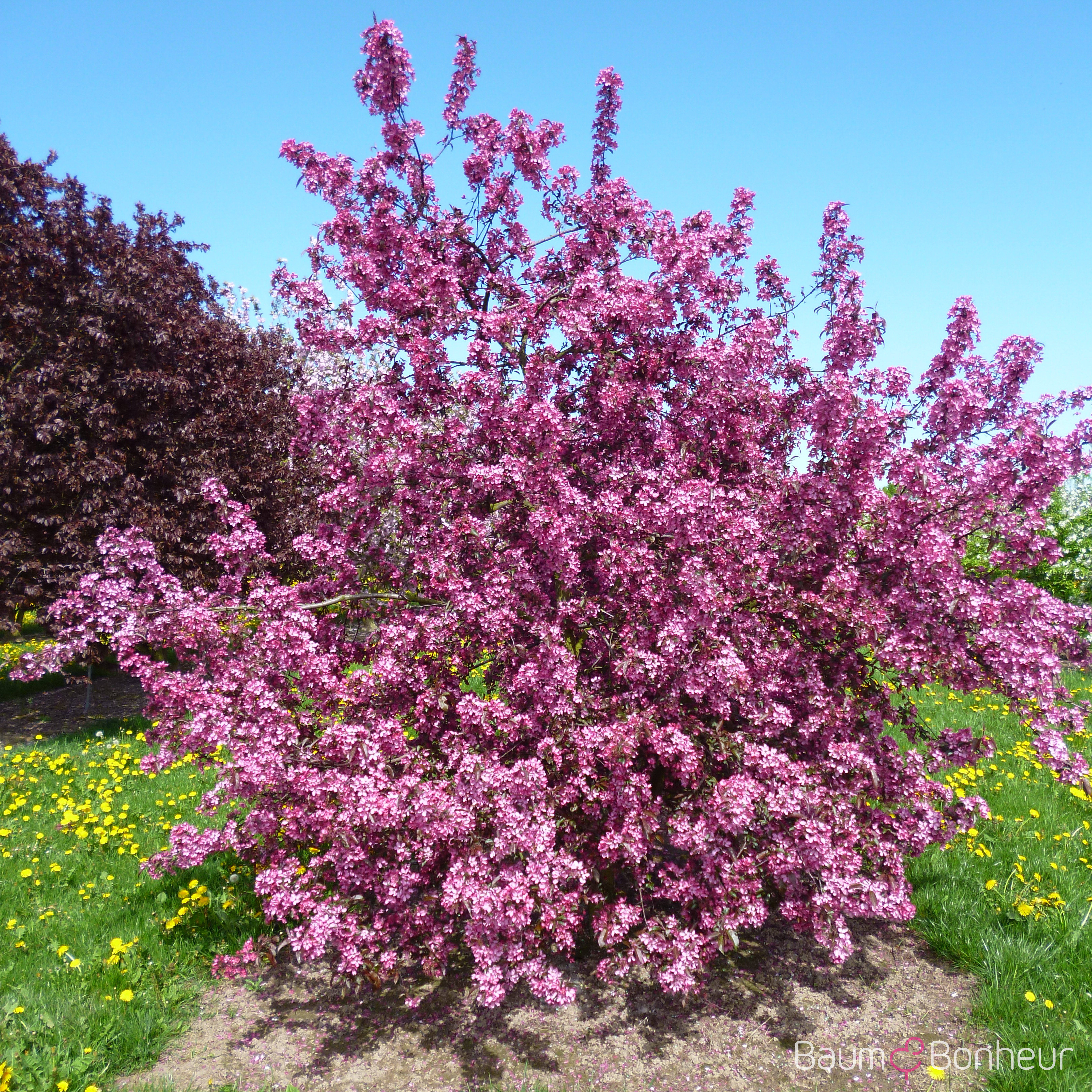 Malus 'Liset'