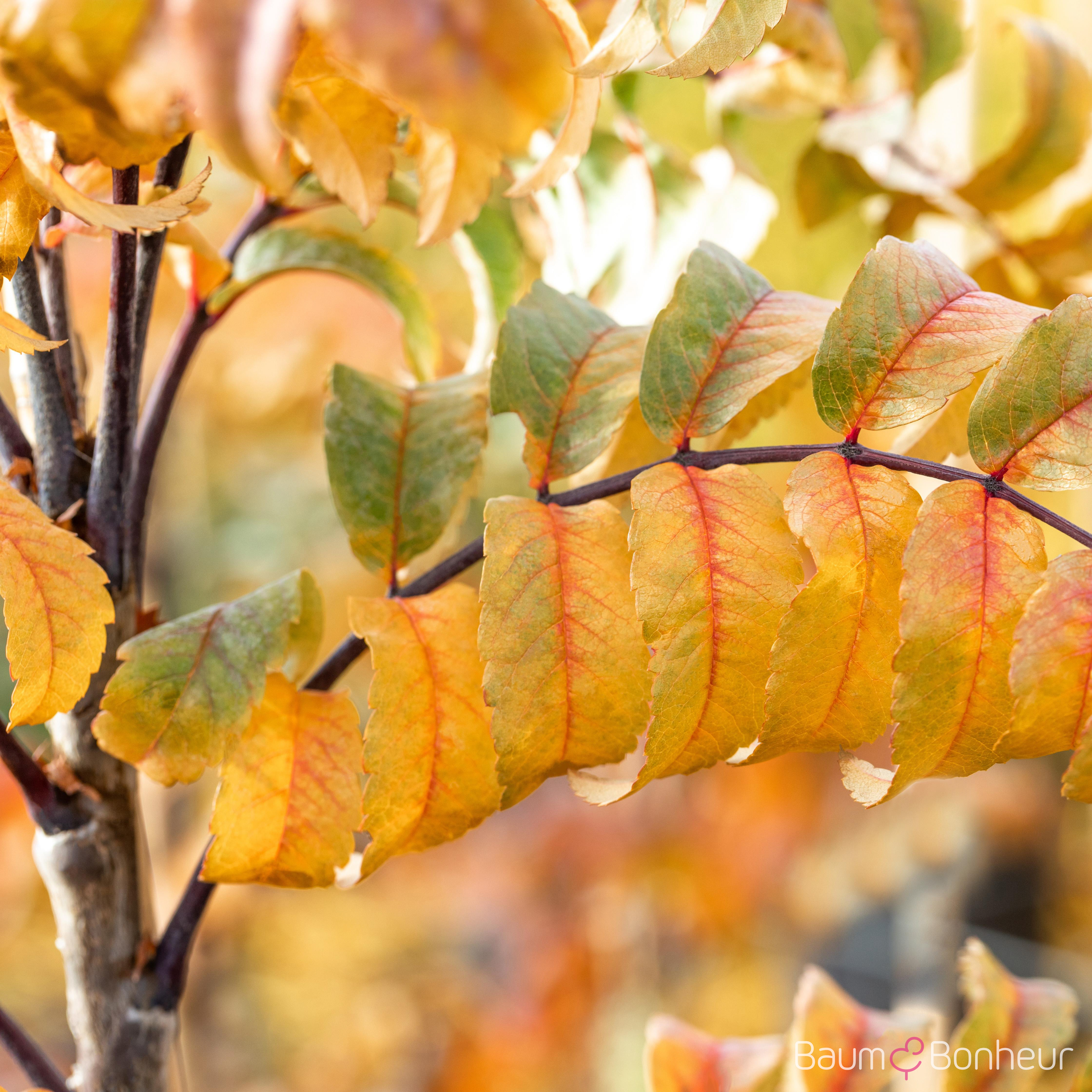 Sorbus aucuparia 'Fastigiata'