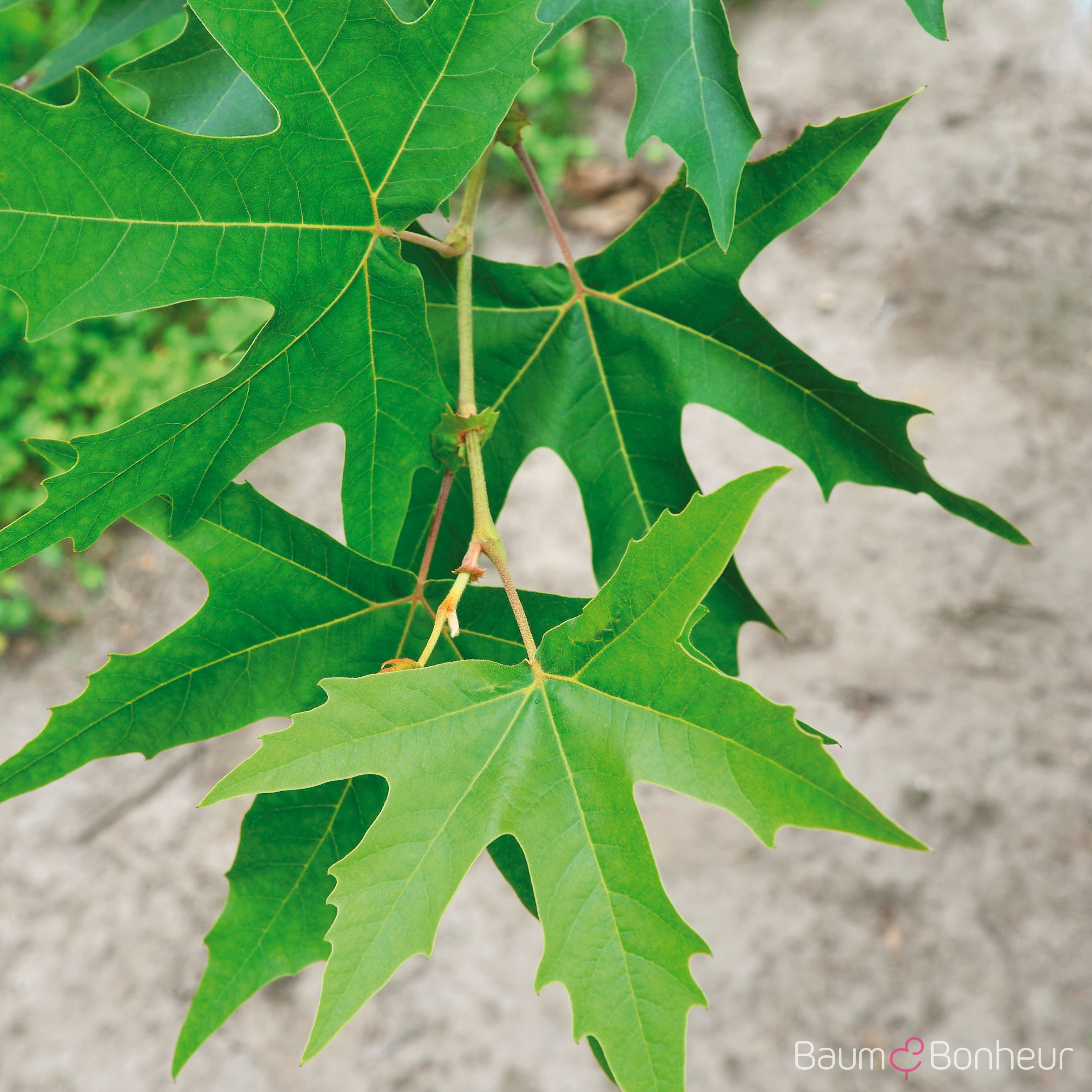 Platanus orientalis